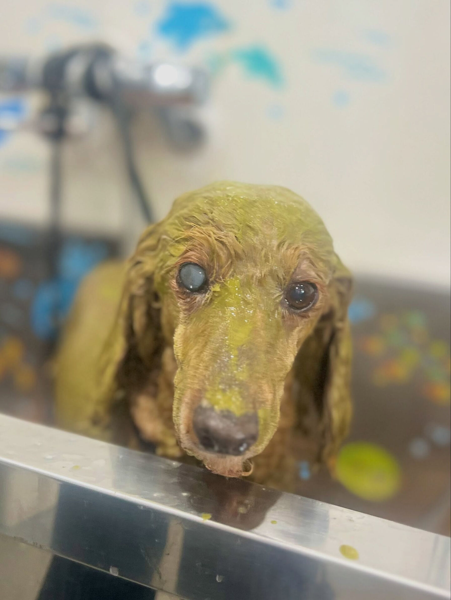 来店いただいた、トイプードルのルナちゃんです🐶✨