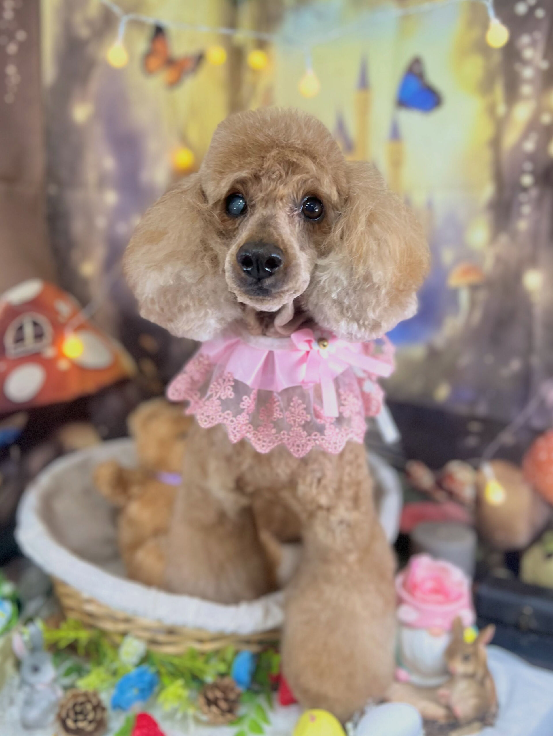 来店いただいた、トイプードルのルナちゃんです🐶✨
