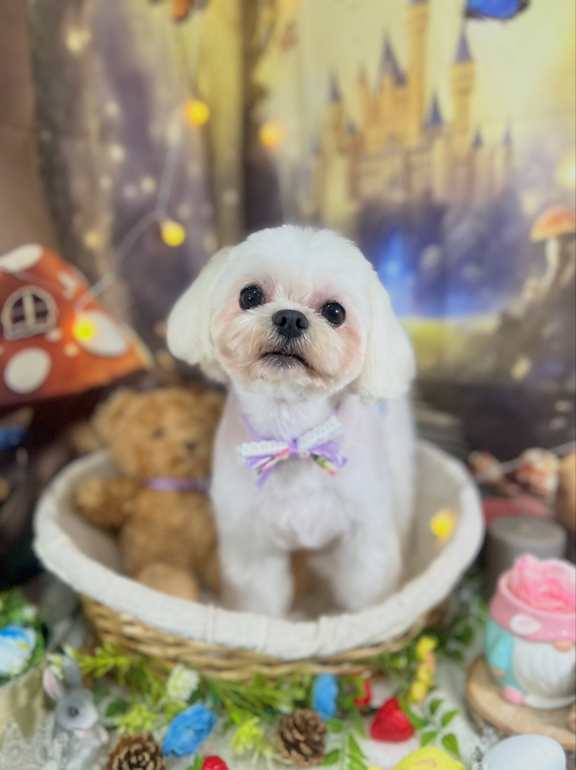 来店いただいた、マルチーズのむぎくんです🐶✨