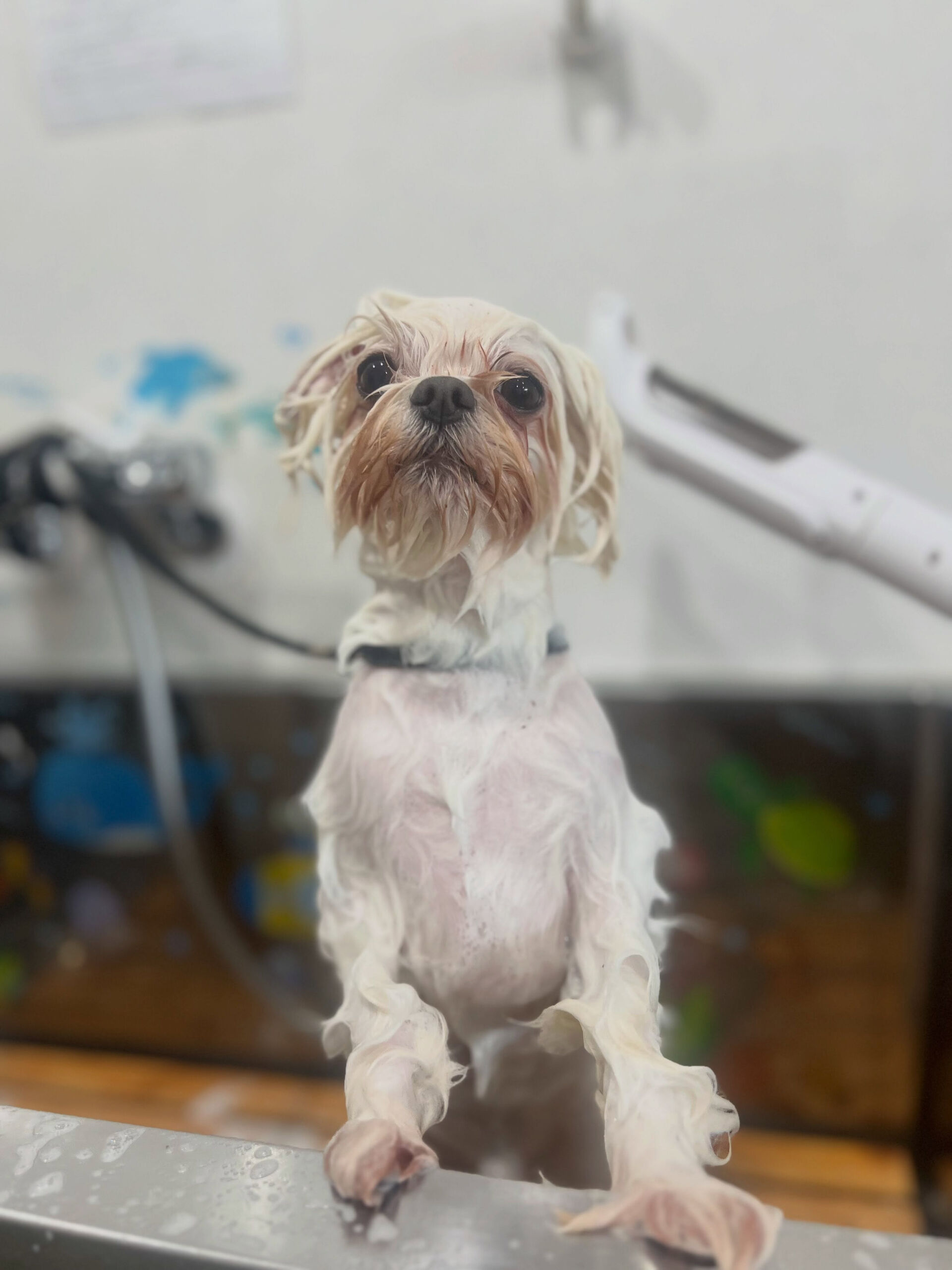 来店いただいた、マルチーズのむぎくんです🐶✨