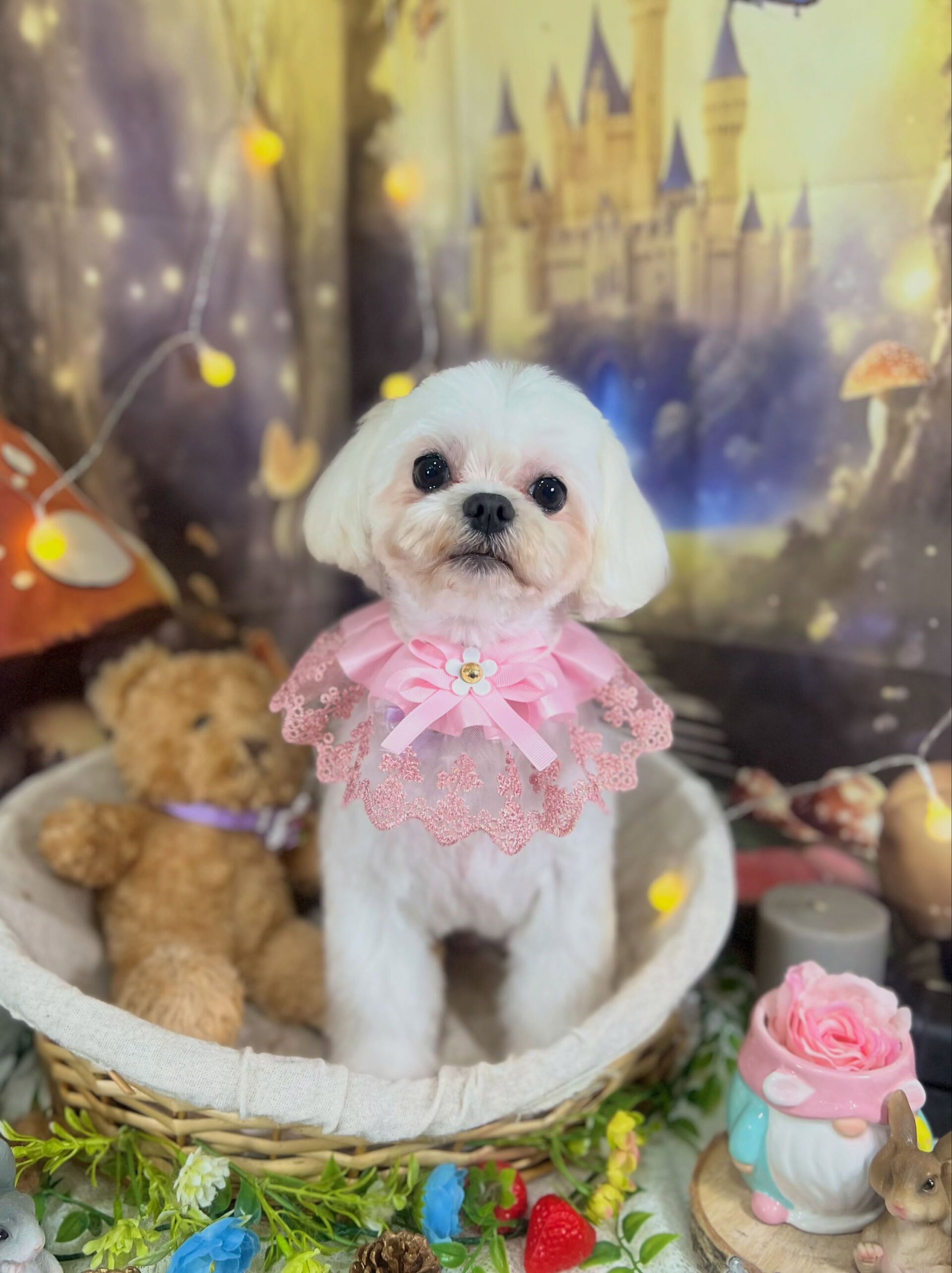 来店いただいた、マルチーズのむぎくんです🐶✨