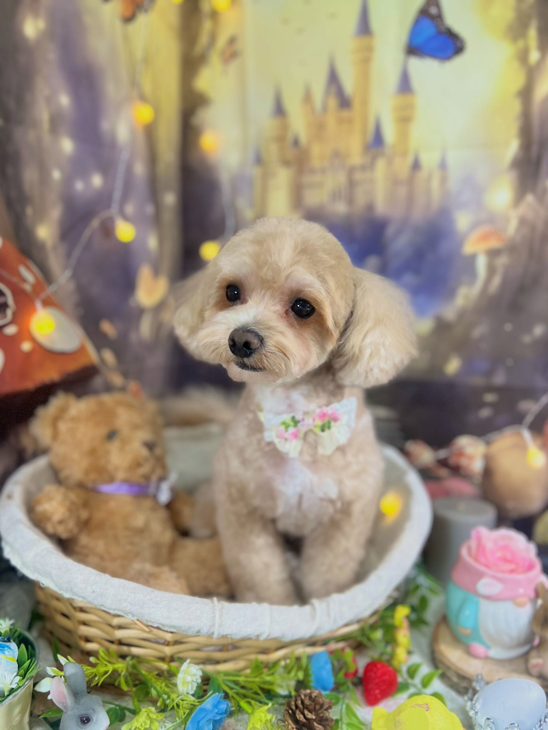 来店いただいた、マルプーのここくんです🐶✨