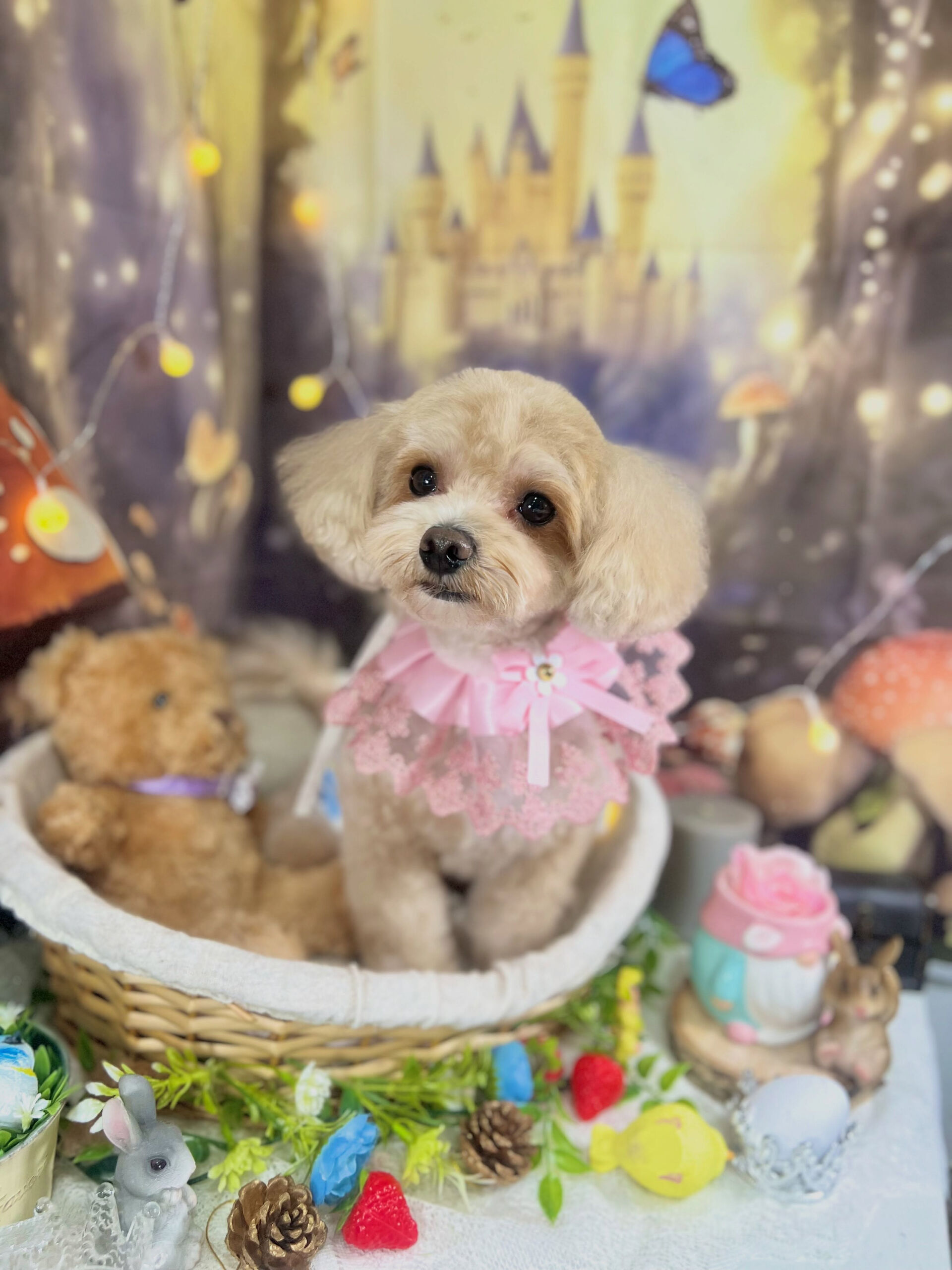 来店いただいた、マルプーのここくんです🐶✨