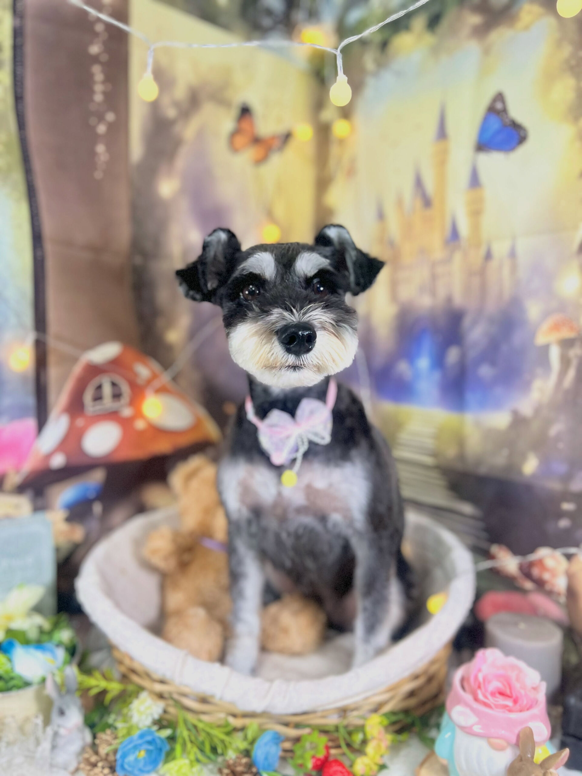 来店いただいた、シュナのムックちゃんです🐶✨
