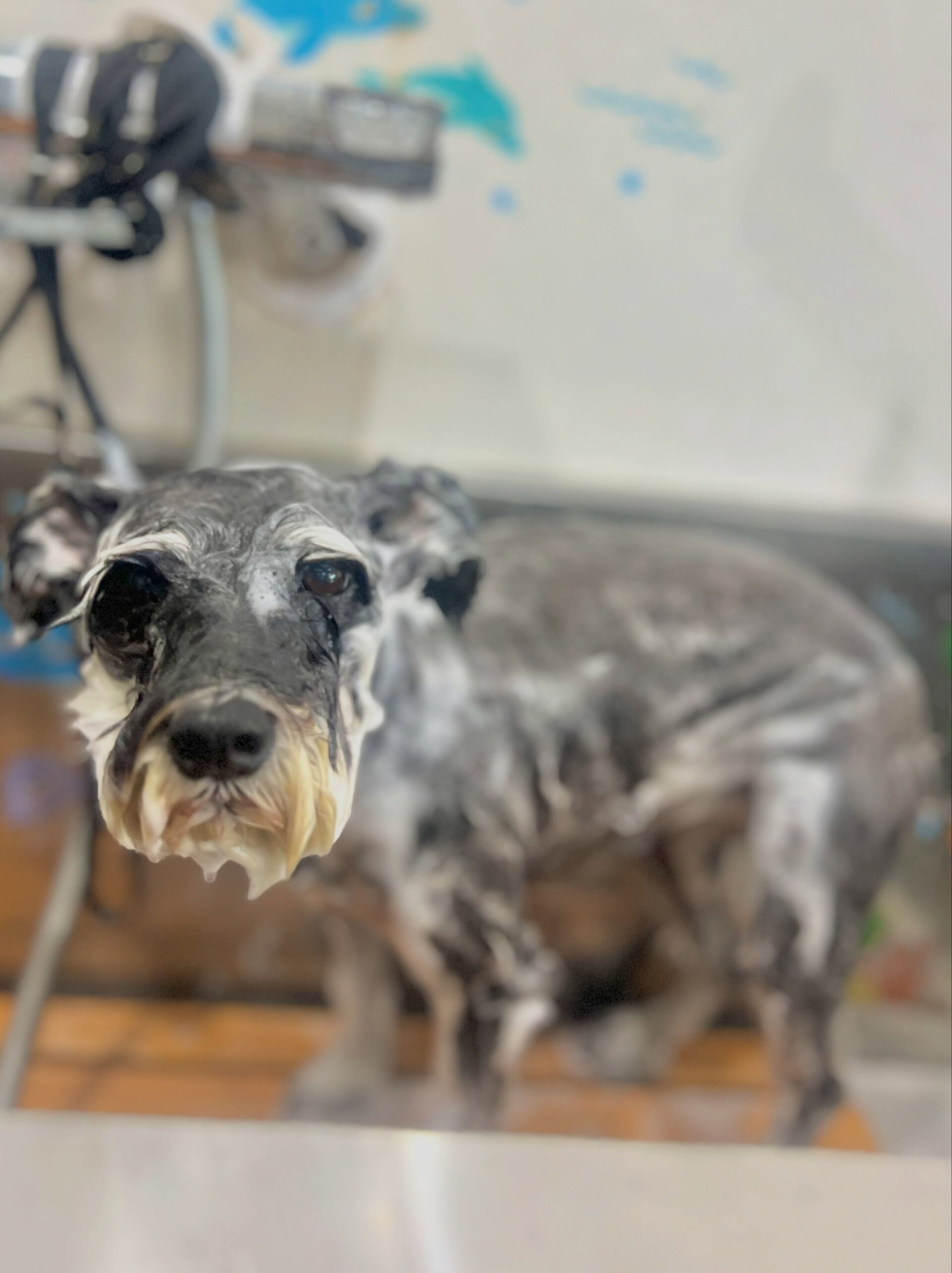 来店いただいた、シュナのムックちゃんです🐶✨