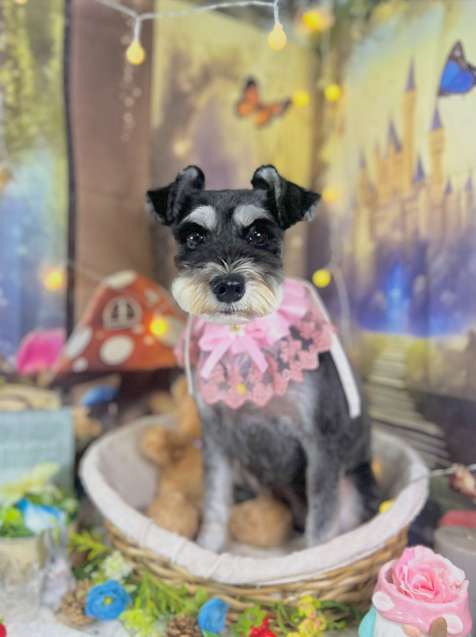 来店いただいた、シュナのムックちゃんです🐶✨