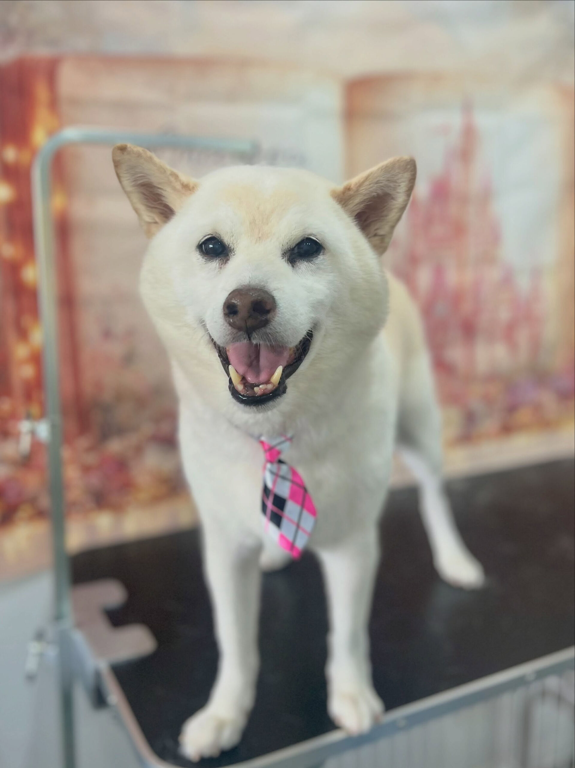 来店いただいた、柴犬のミントくんです🐶✨