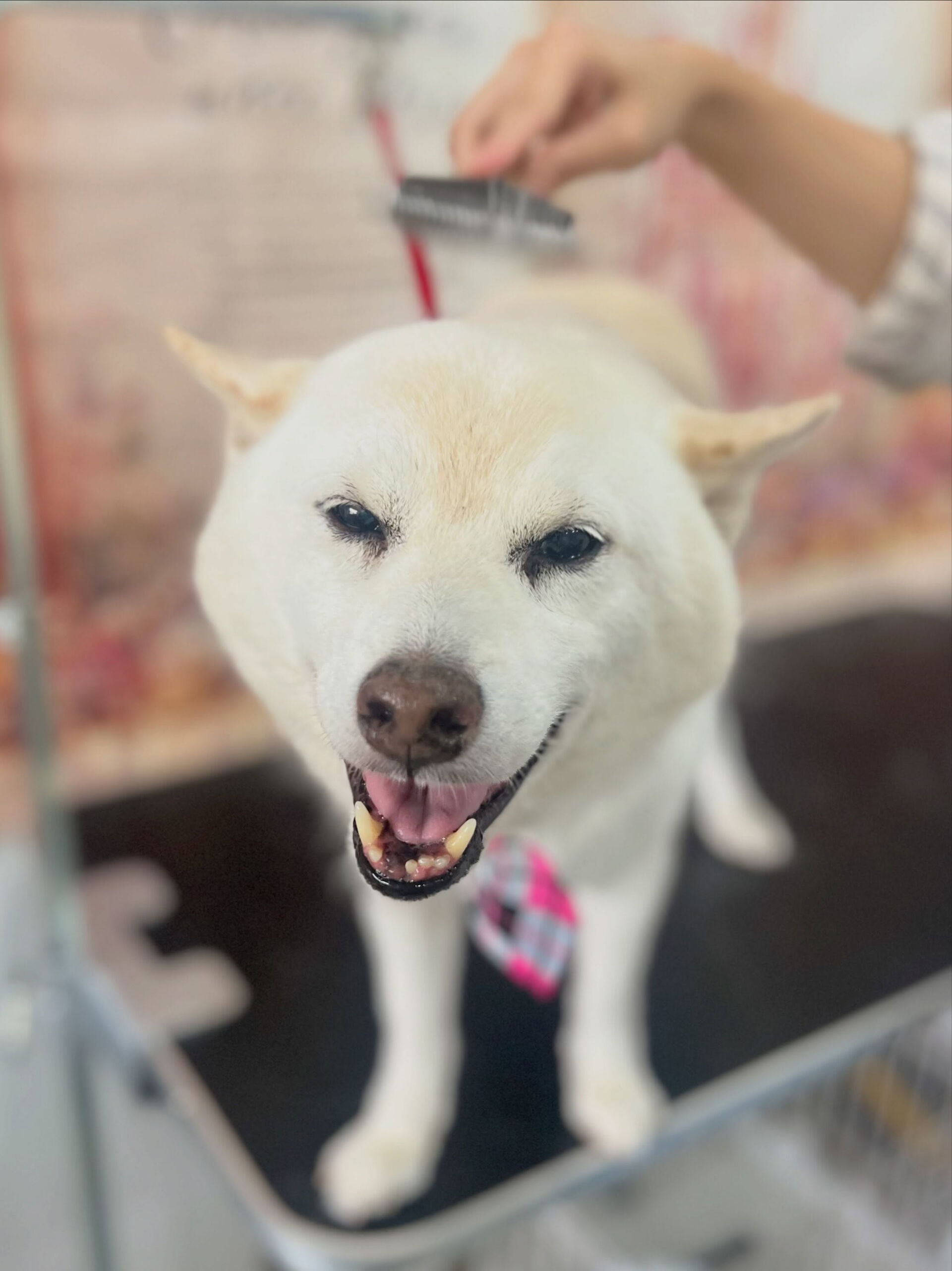 来店いただいた、柴犬のミントくんです🐶✨