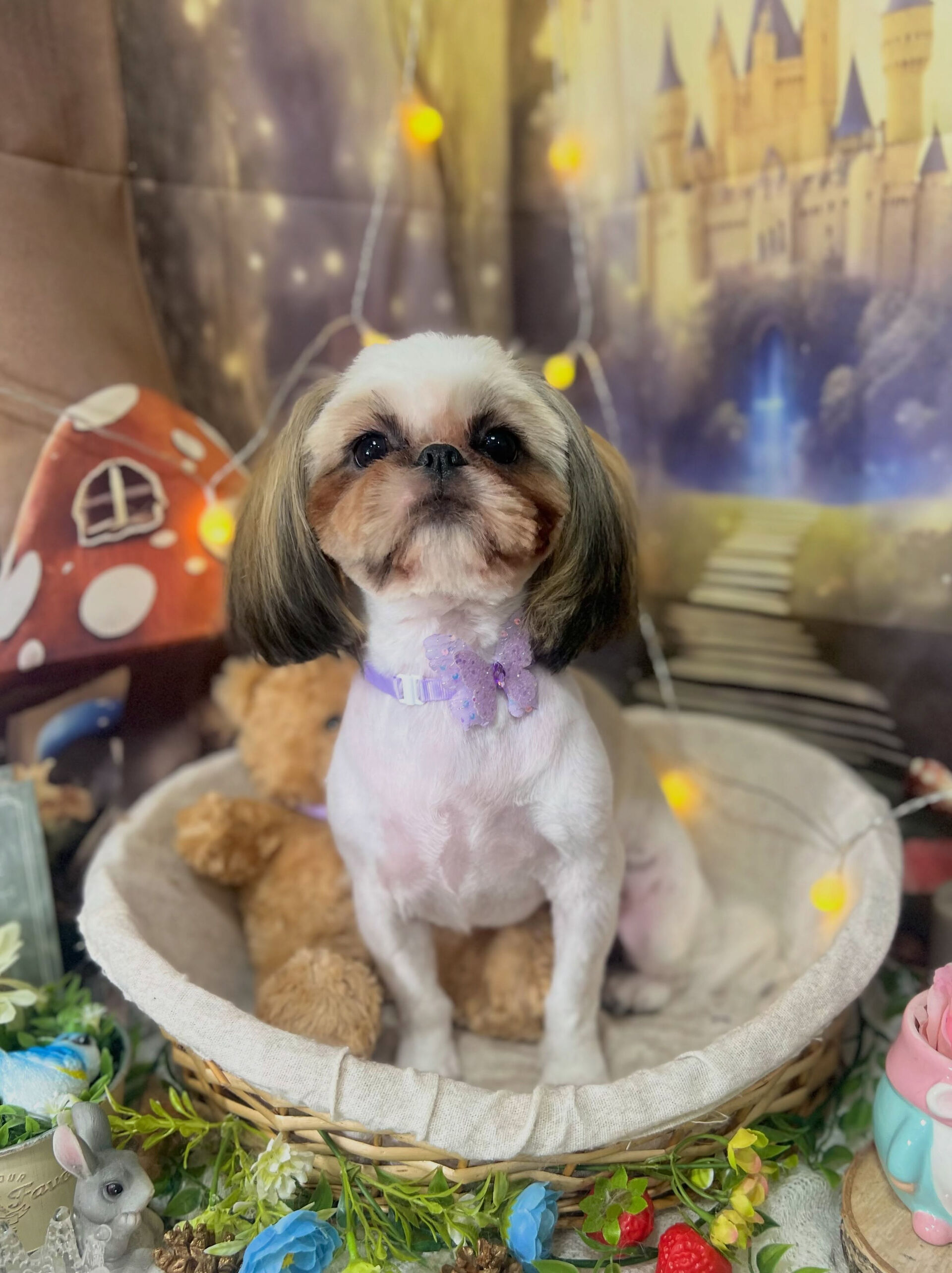 来店いただいた、シーズーのもずくちゃんです🐶✨