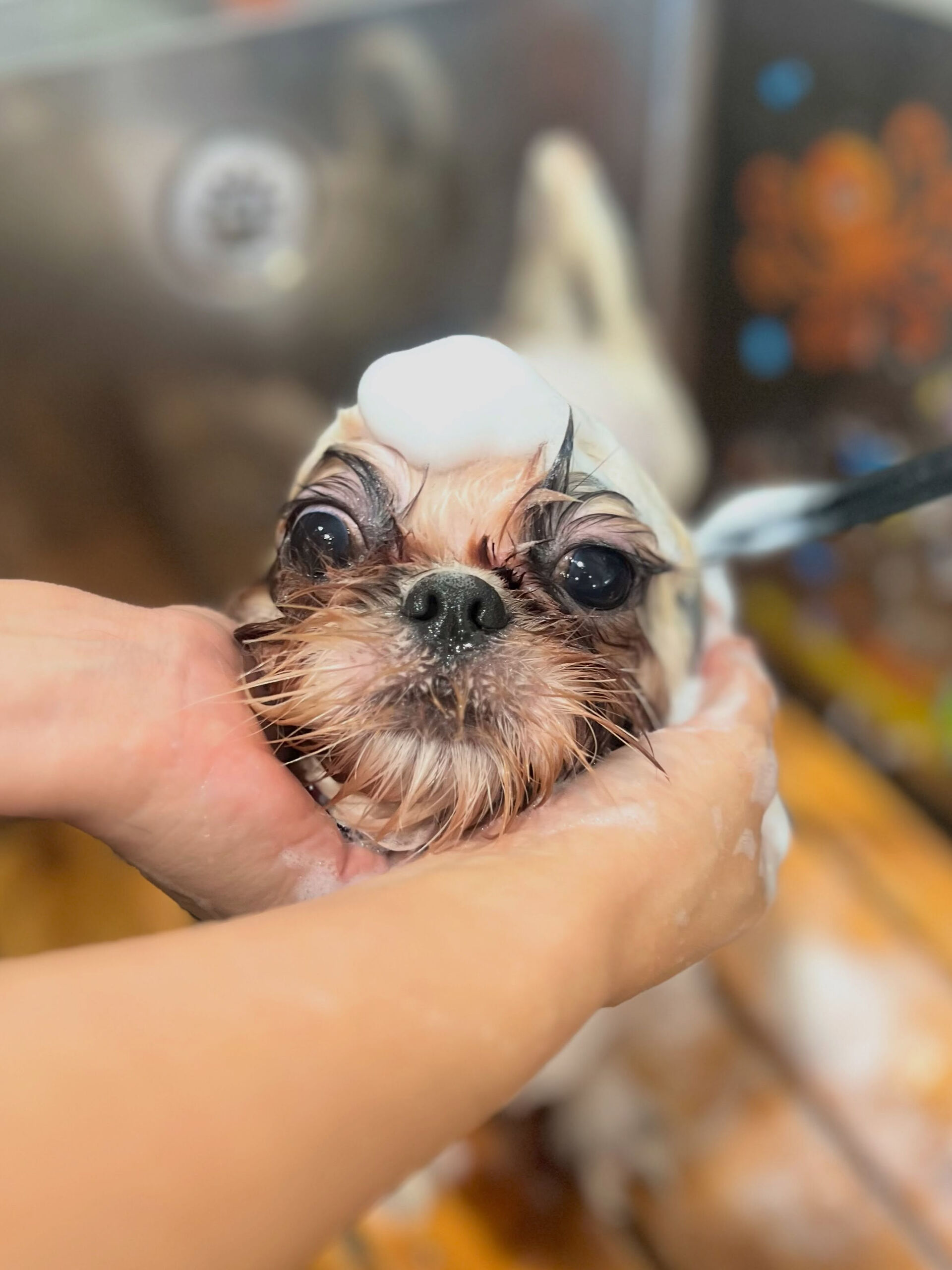 来店いただいた、シーズーのもずくちゃんです🐶✨