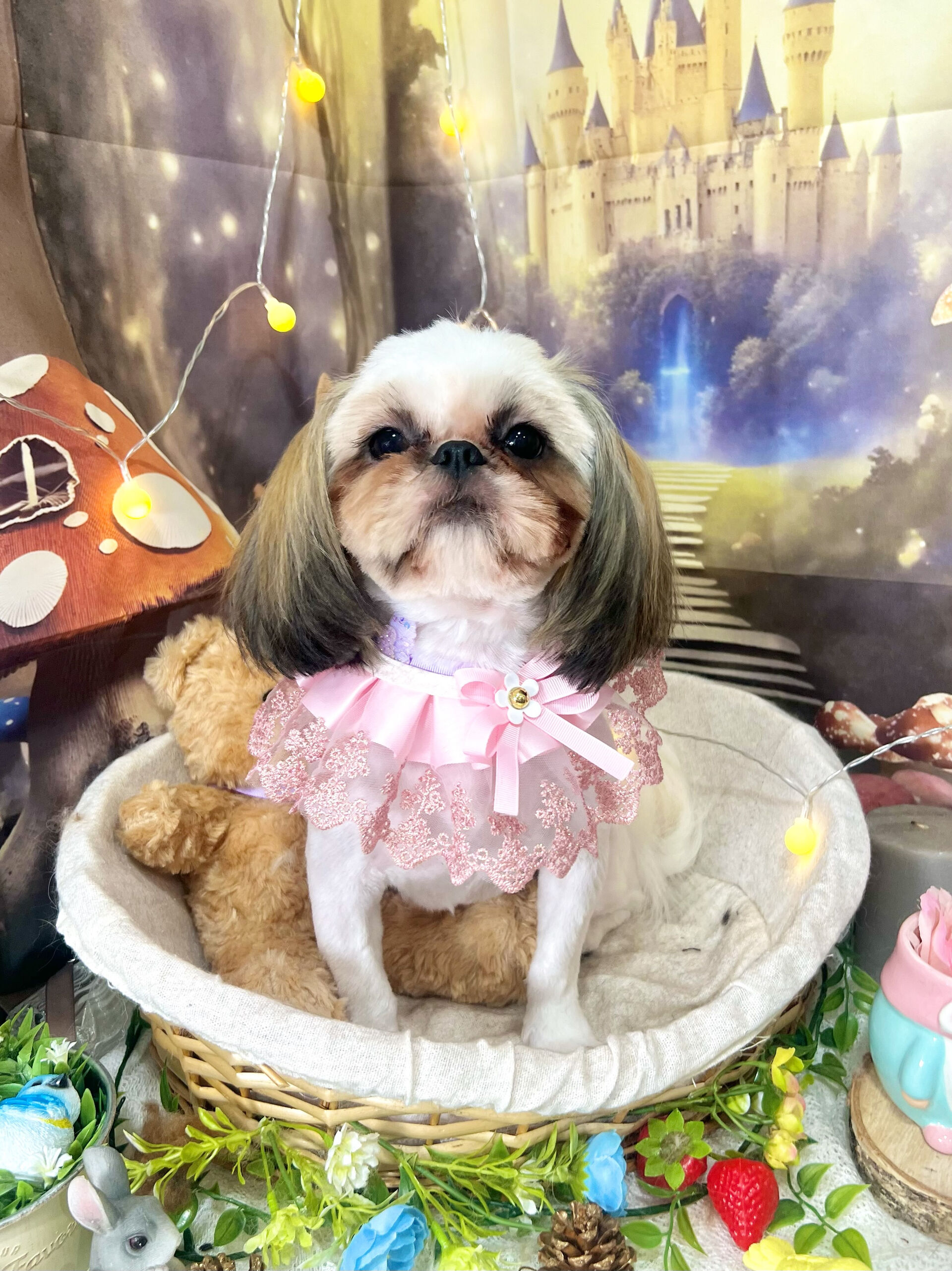 来店いただいた、シーズーのもずくちゃんです🐶✨