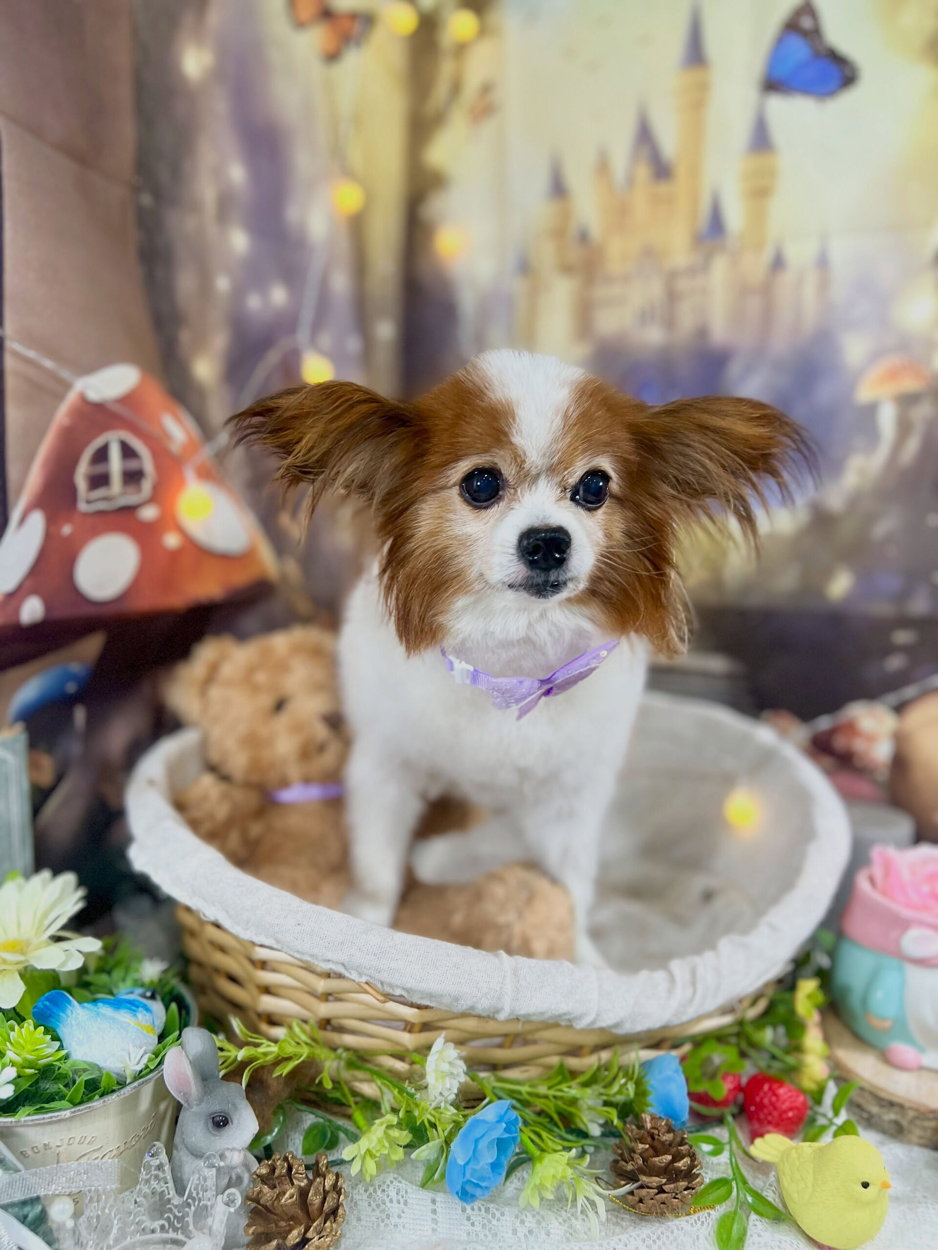 来店いただいた、パピヨンのシャイくんです🐶✨