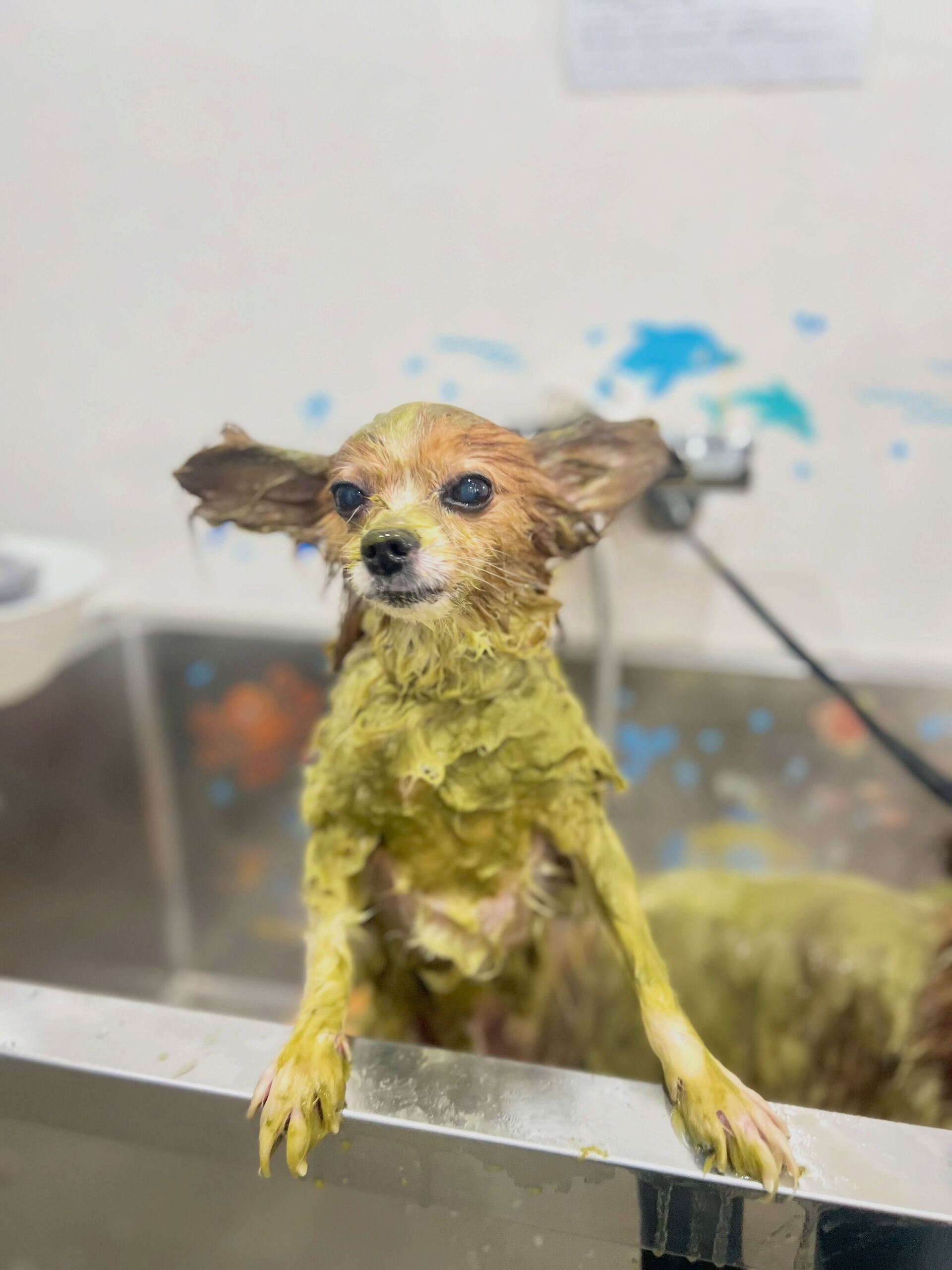 来店いただいた、パピヨンのシャイくんです🐶✨