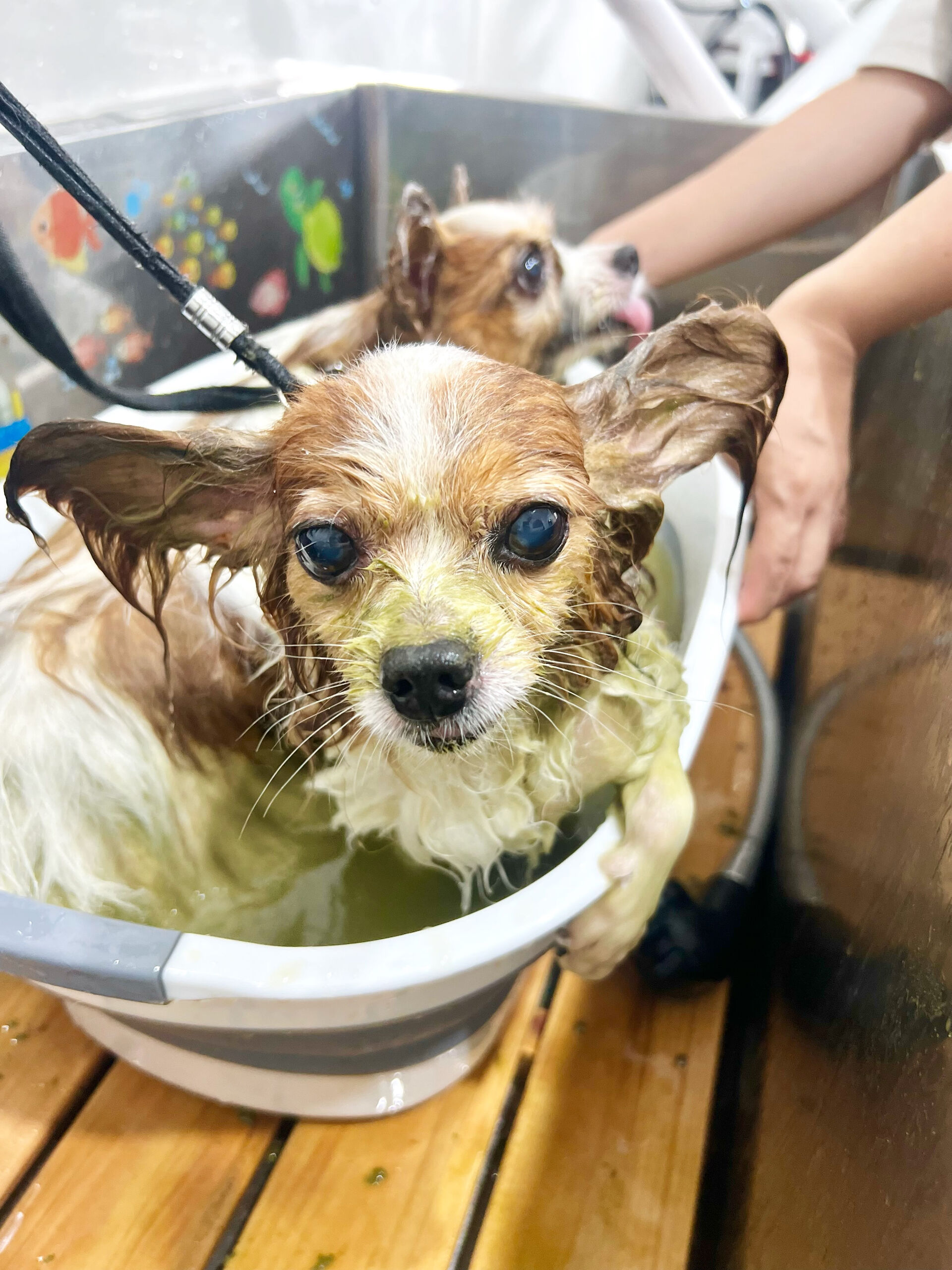 来店いただいた、パピヨンのシャイくんです🐶✨