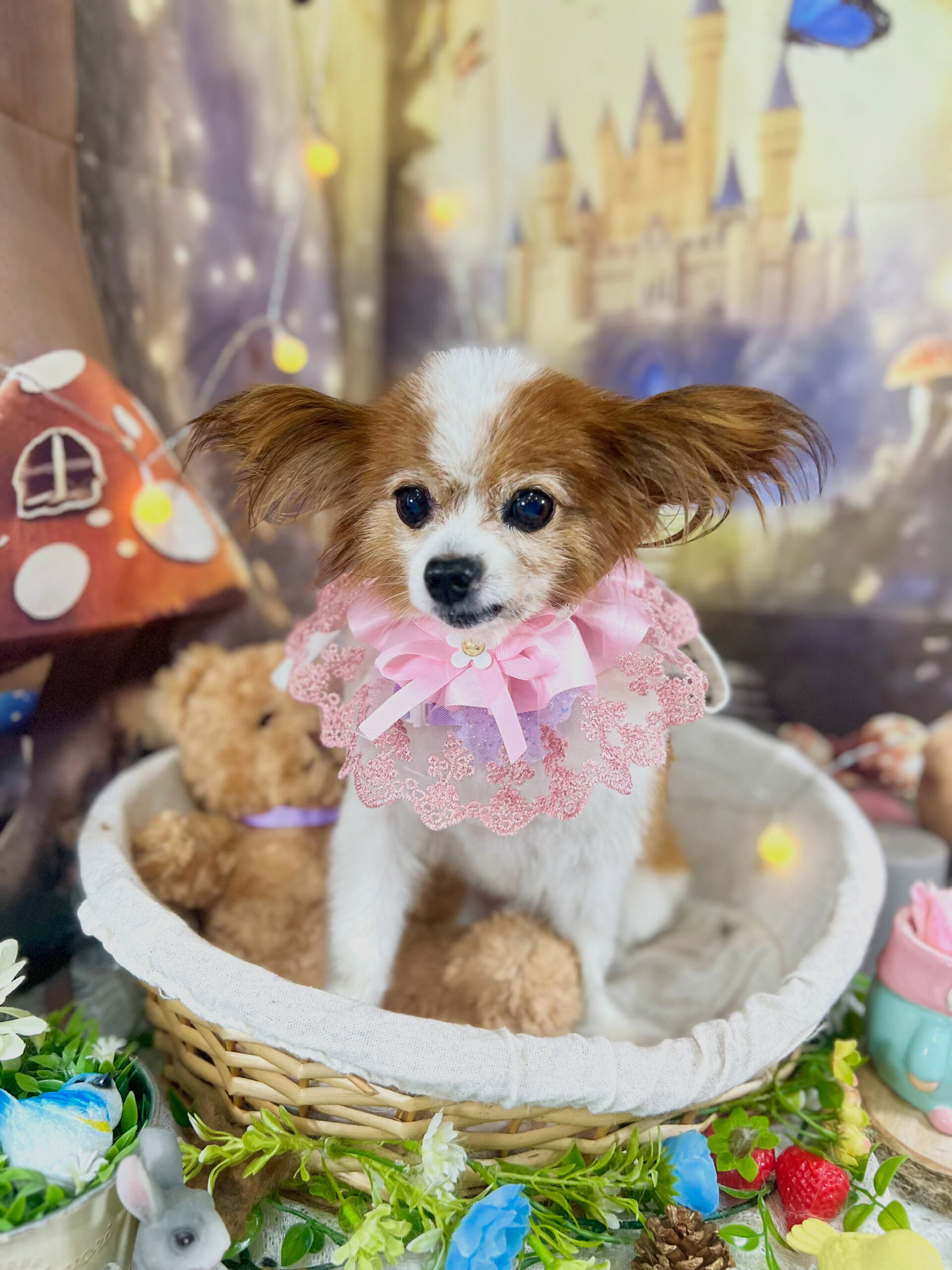 来店いただいた、パピヨンのシャイくんです🐶✨