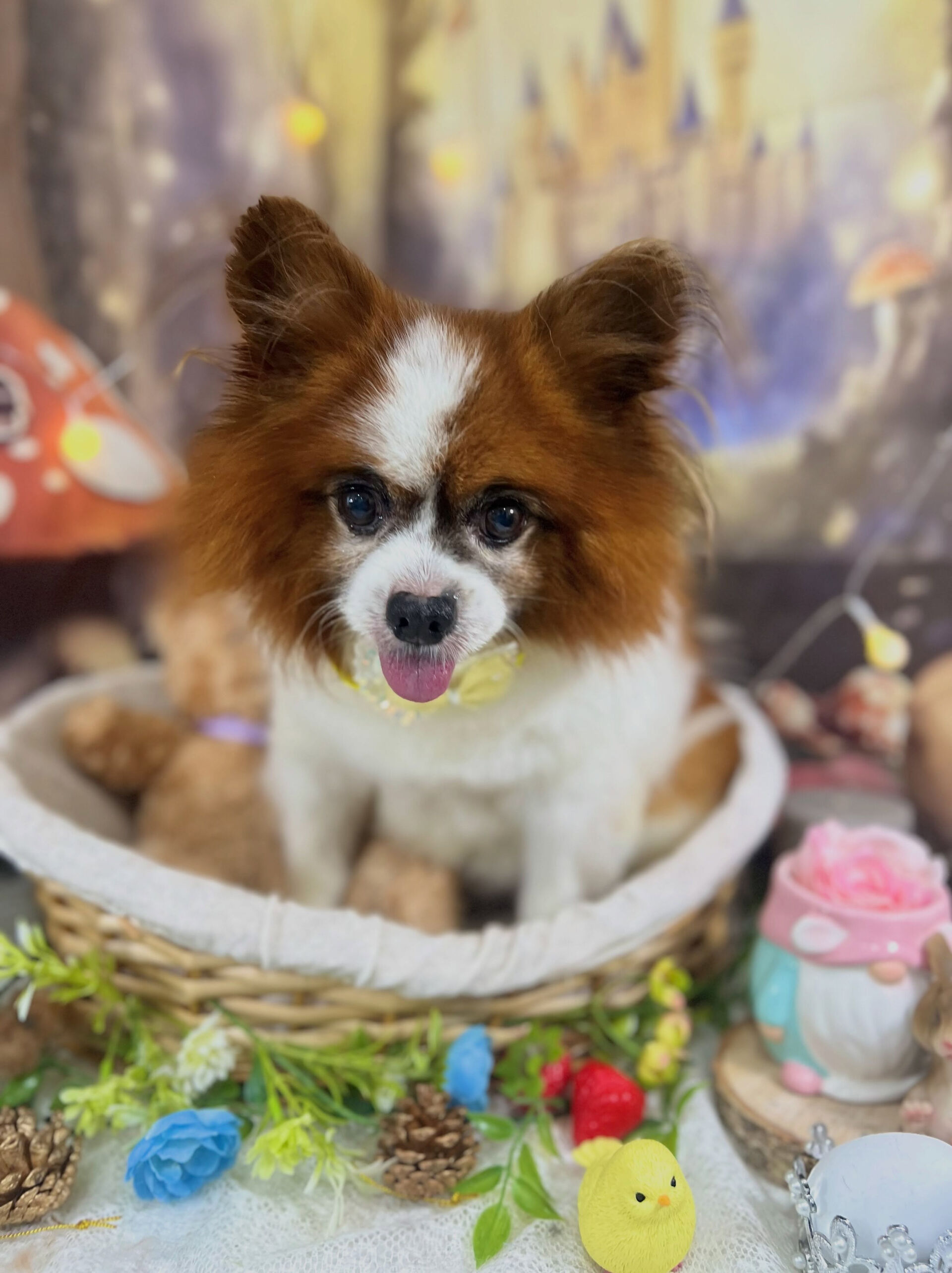 来店いただいた、パピヨンのピュアくんです🐶✨