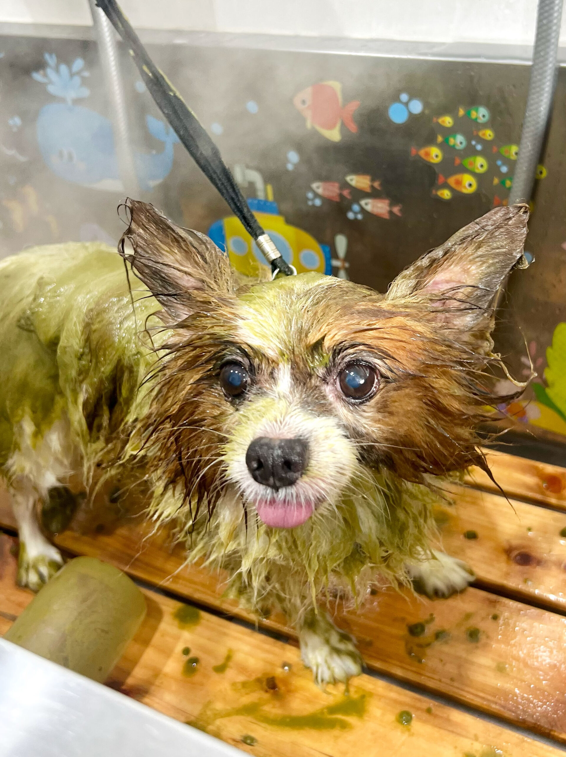 来店いただいた、パピヨンのピュアくんです🐶✨