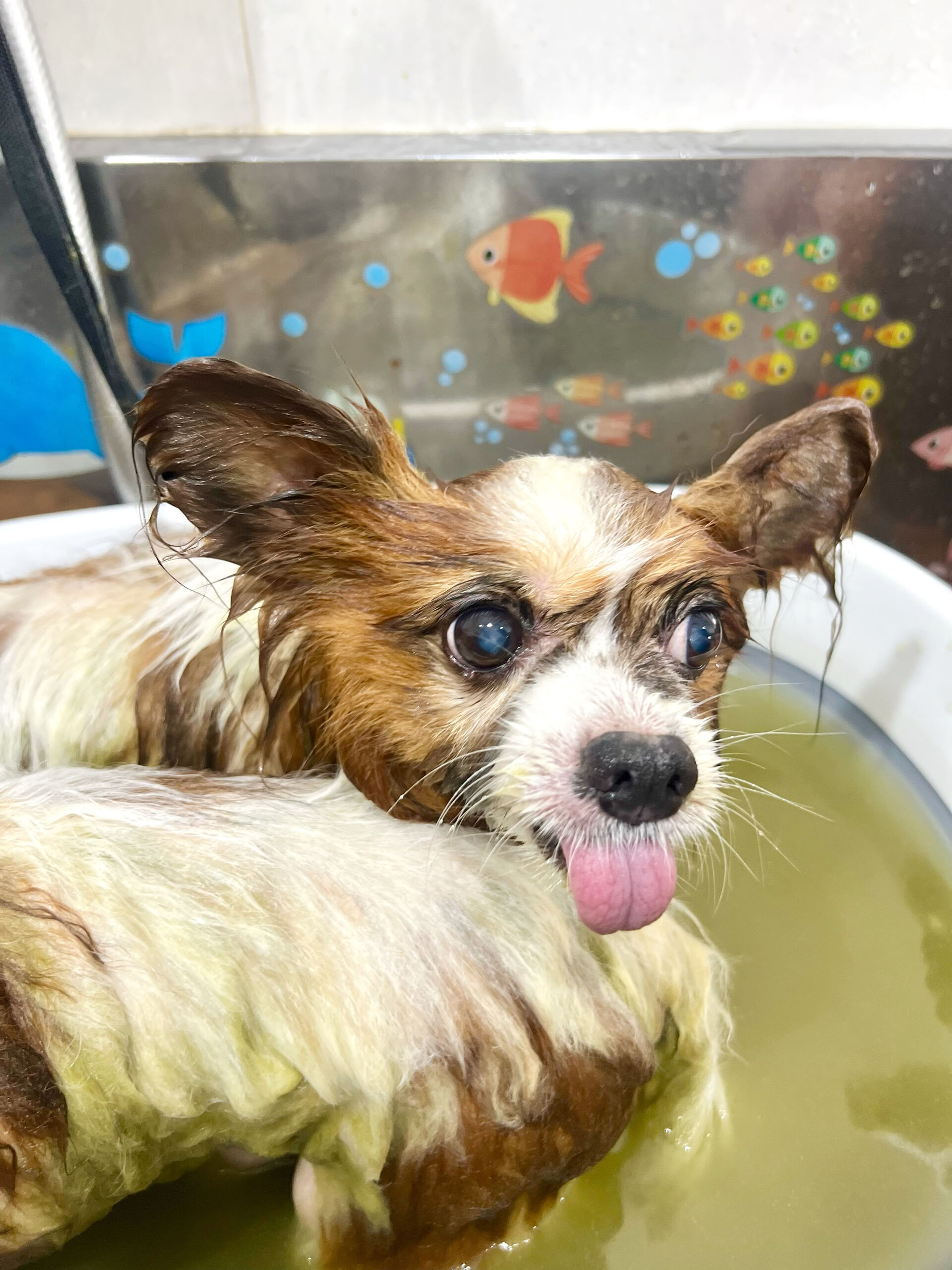 来店いただいた、パピヨンのピュアくんです🐶✨