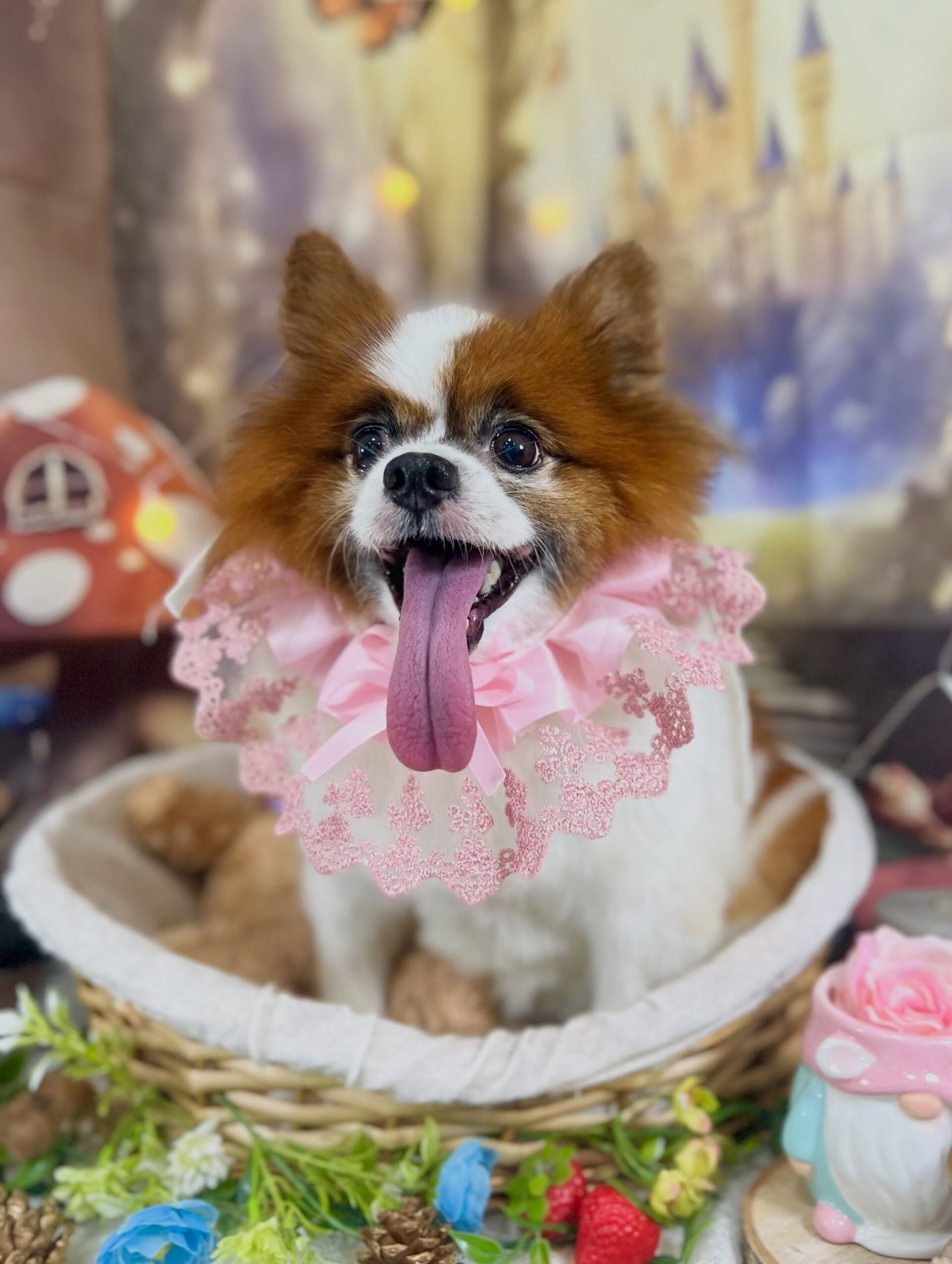 来店いただいた、パピヨンのピュアくんです🐶✨