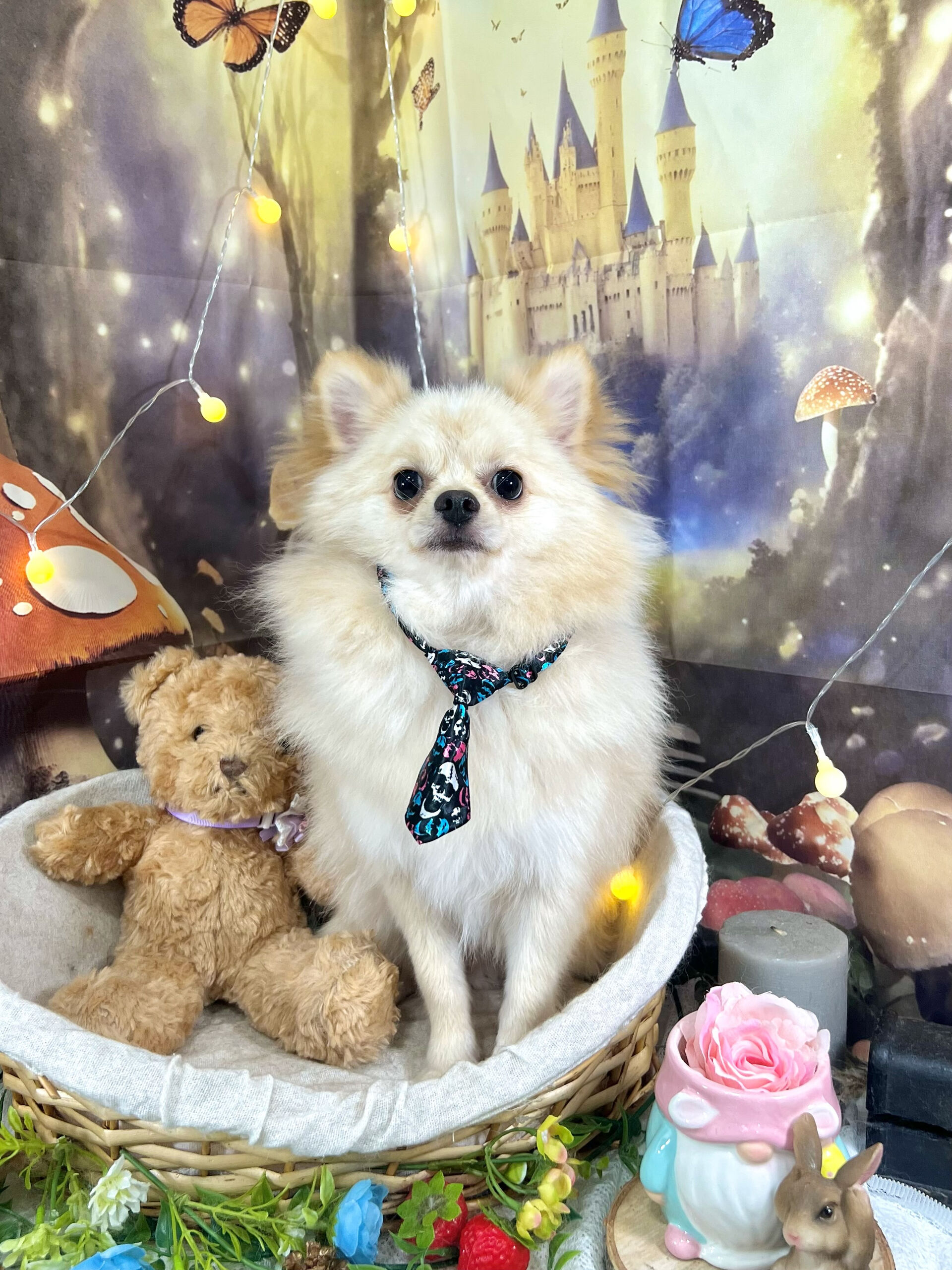来店いただいた、ポメチワのらんちゃんです🐶✨