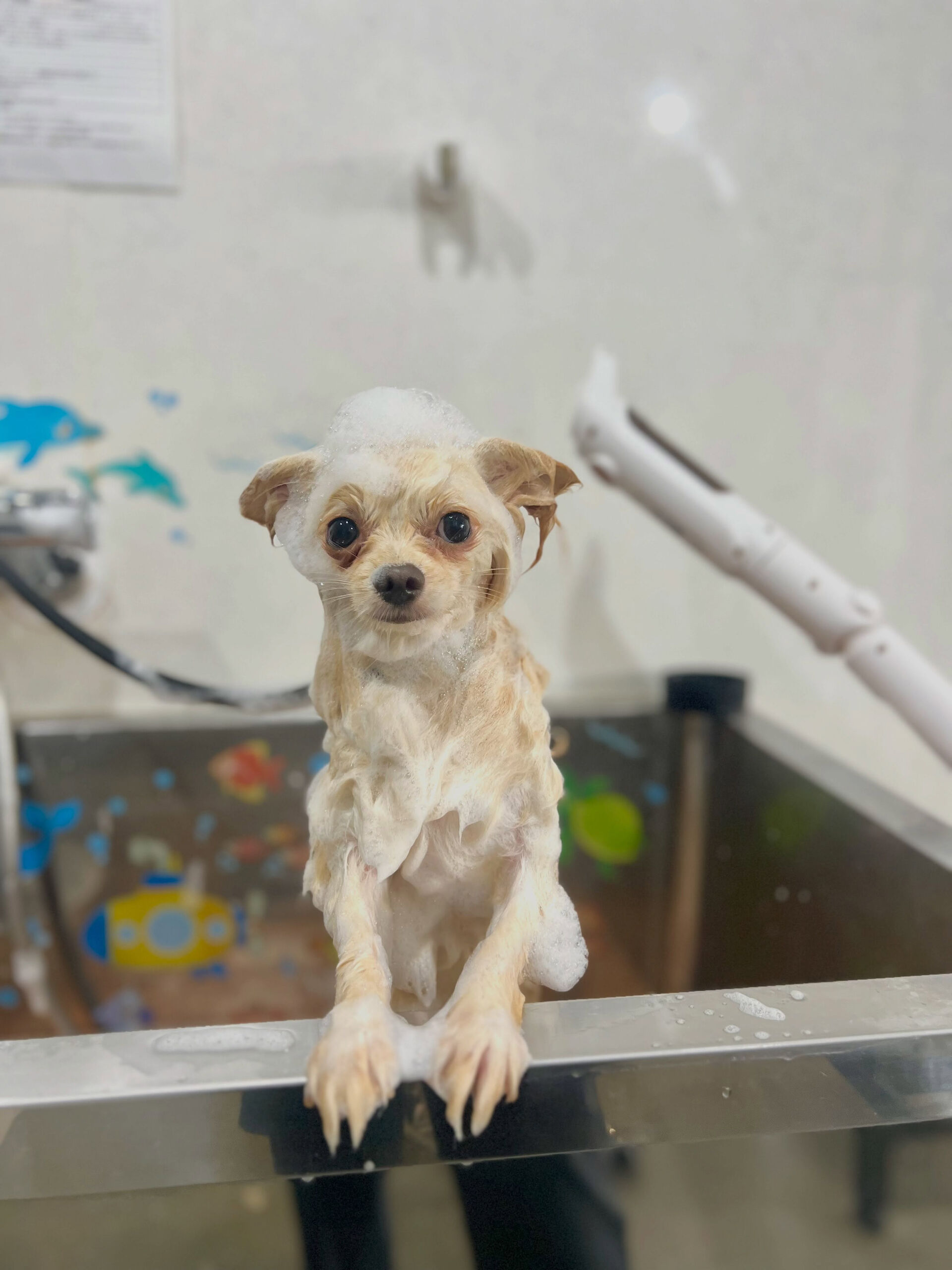 来店いただいた、ポメチワのらんちゃんです🐶✨