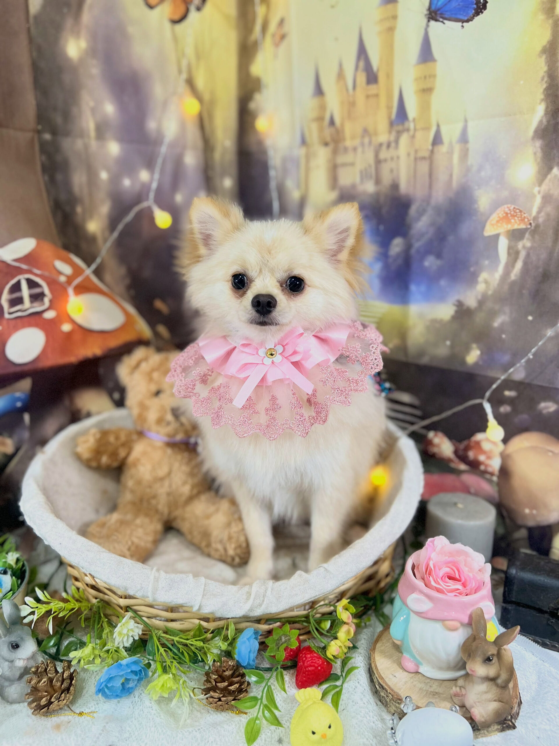 来店いただいた、ポメチワのらんちゃんです🐶✨