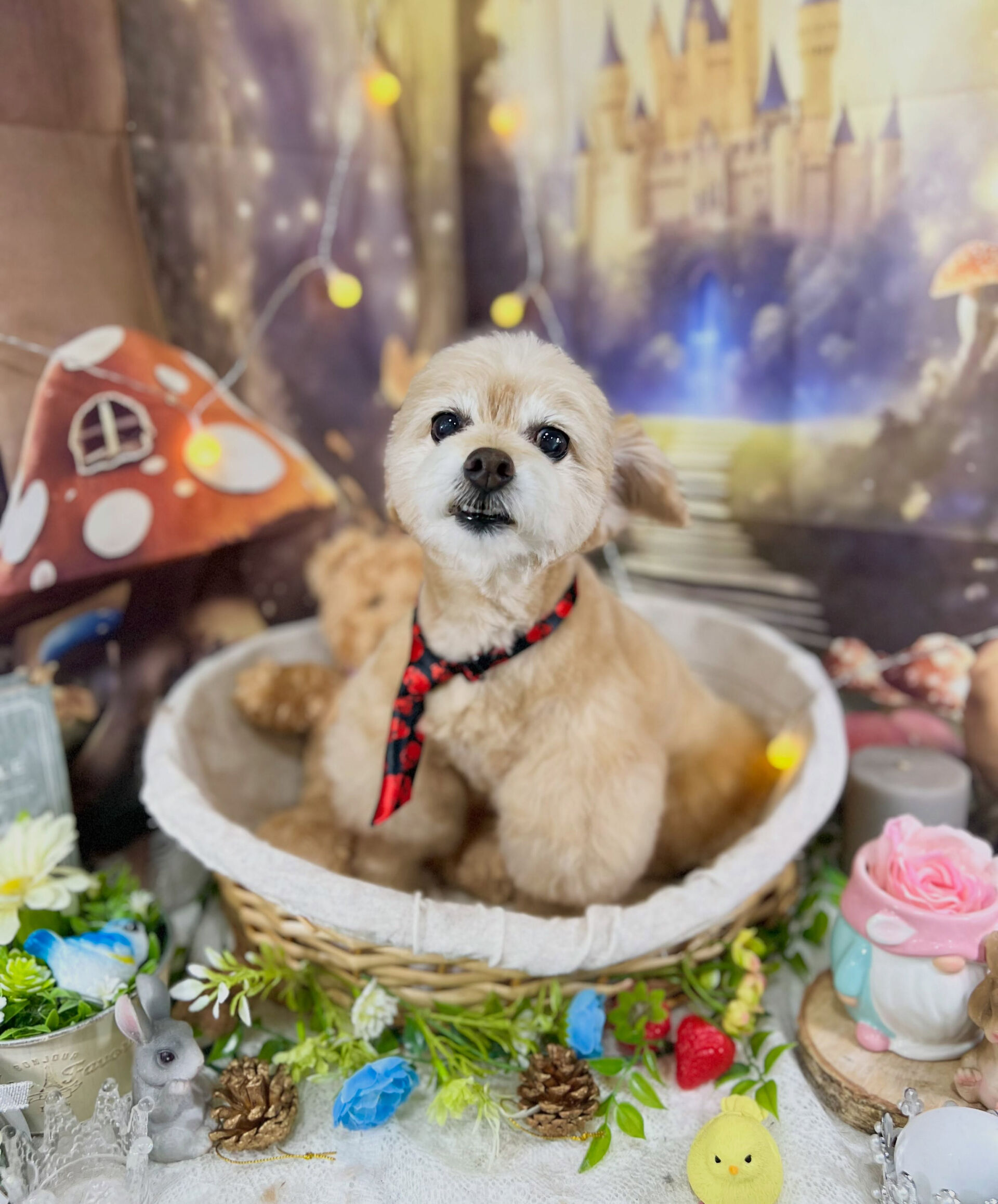 来店いただいた、チワプーのそらくんです🐶✨