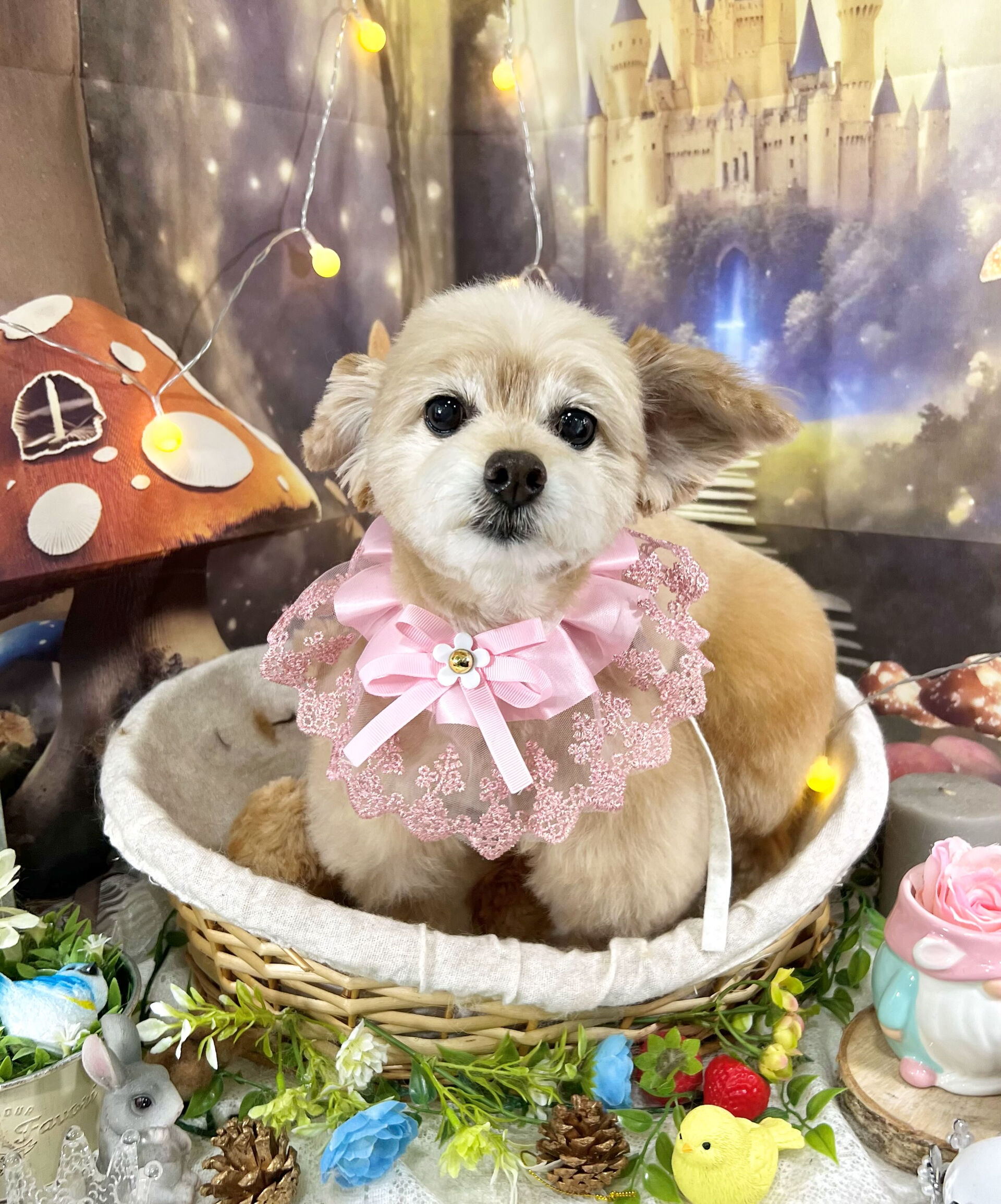 来店いただいた、チワプーのそらくんです🐶✨