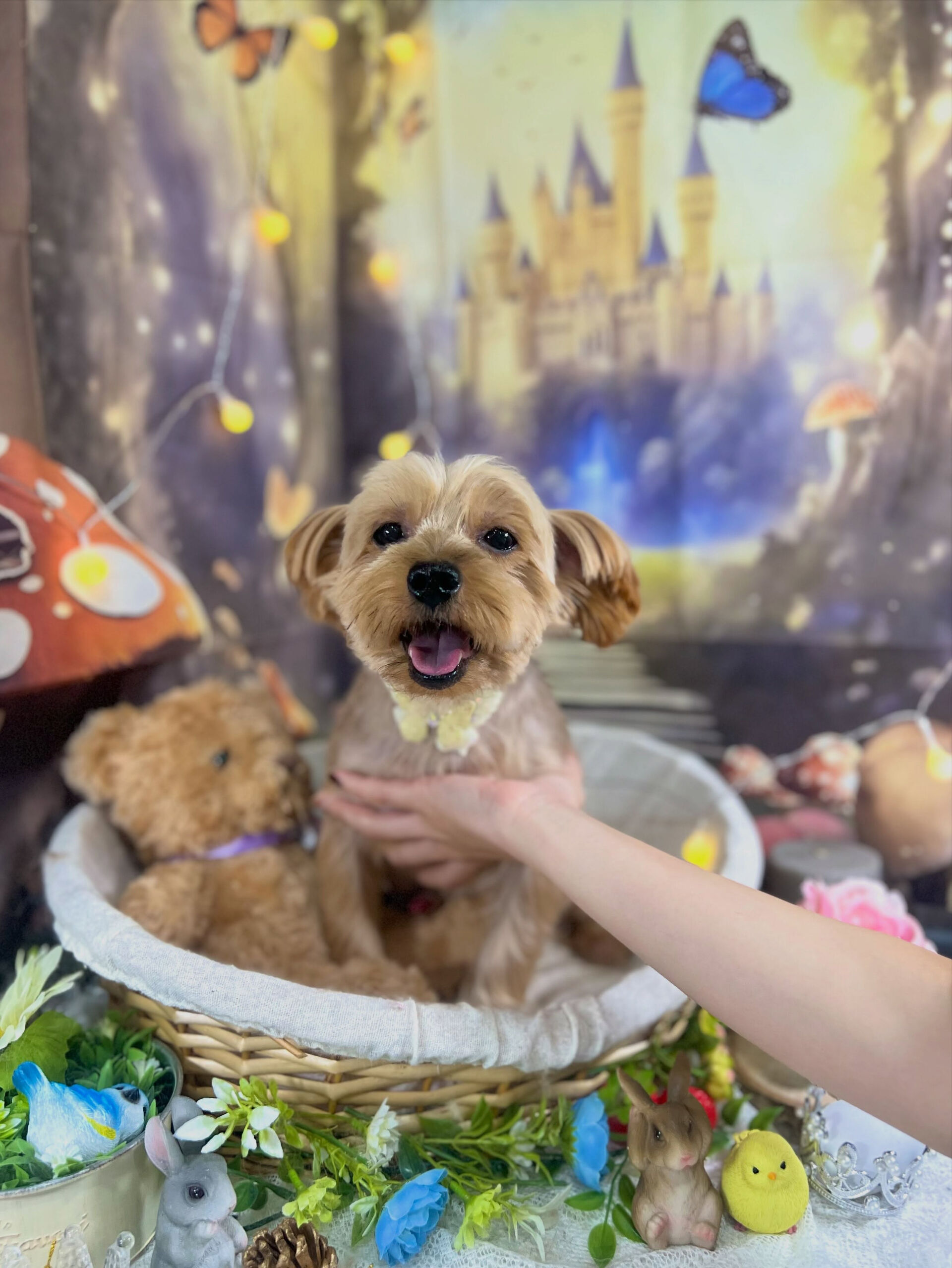来店いただいた、ヨーキーのクロくんです🐶✨