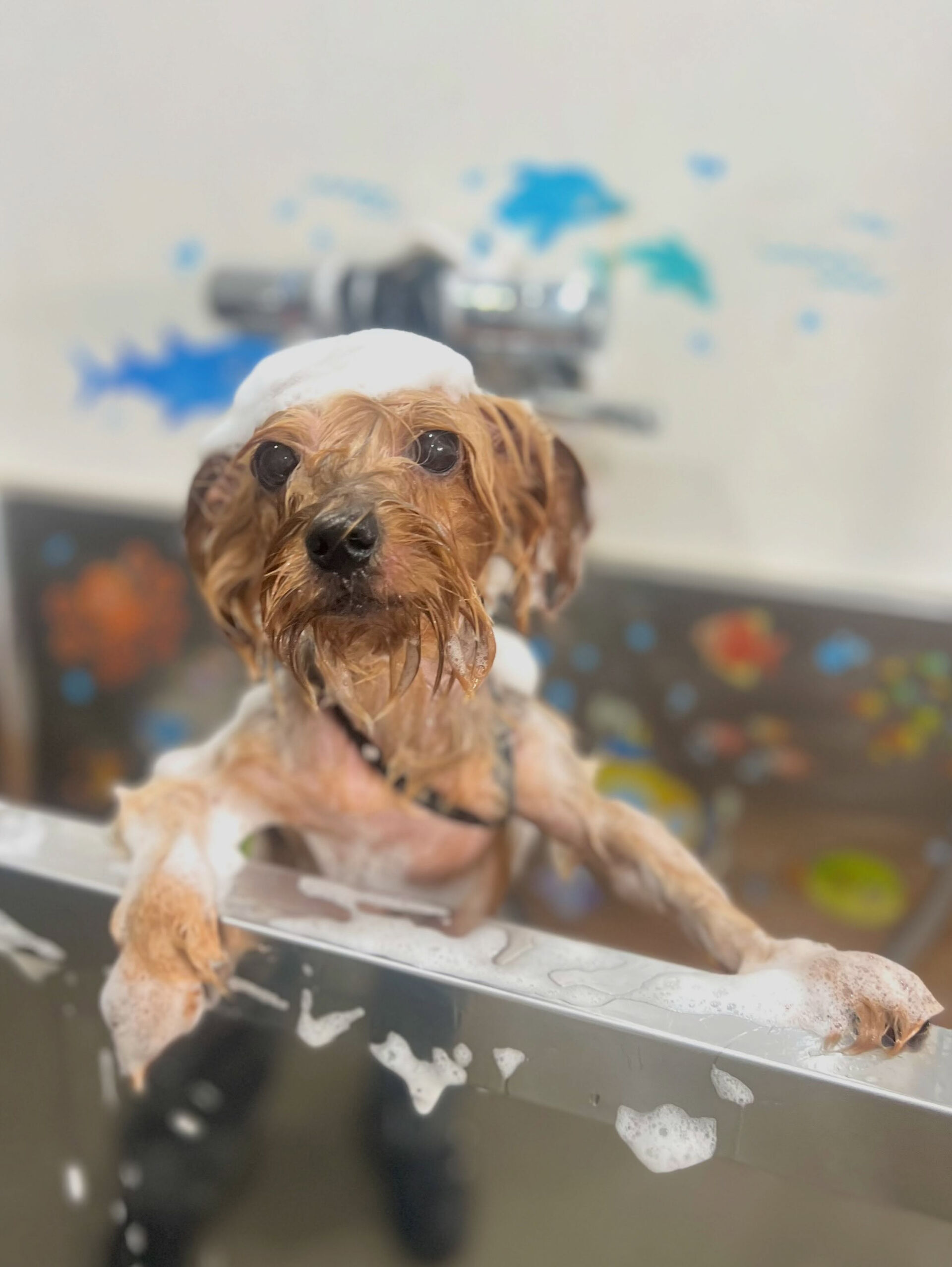 来店いただいた、ヨーキーのクロくんです🐶✨
