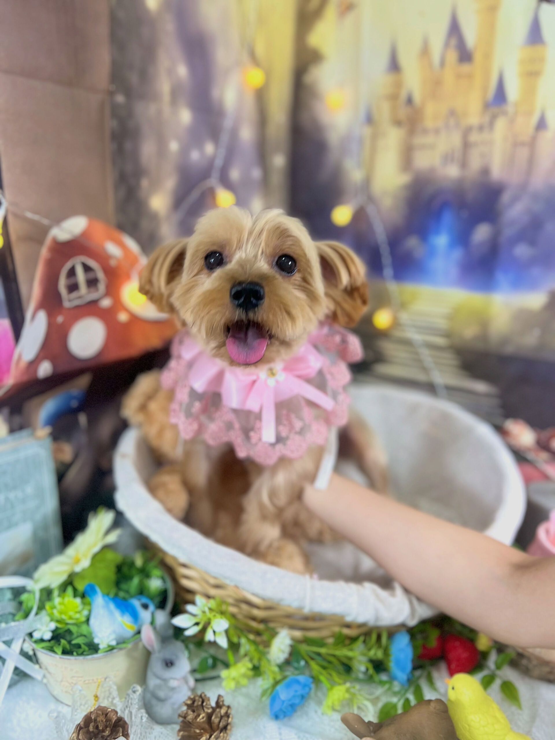 来店いただいた、ヨーキーのクロくんです🐶✨