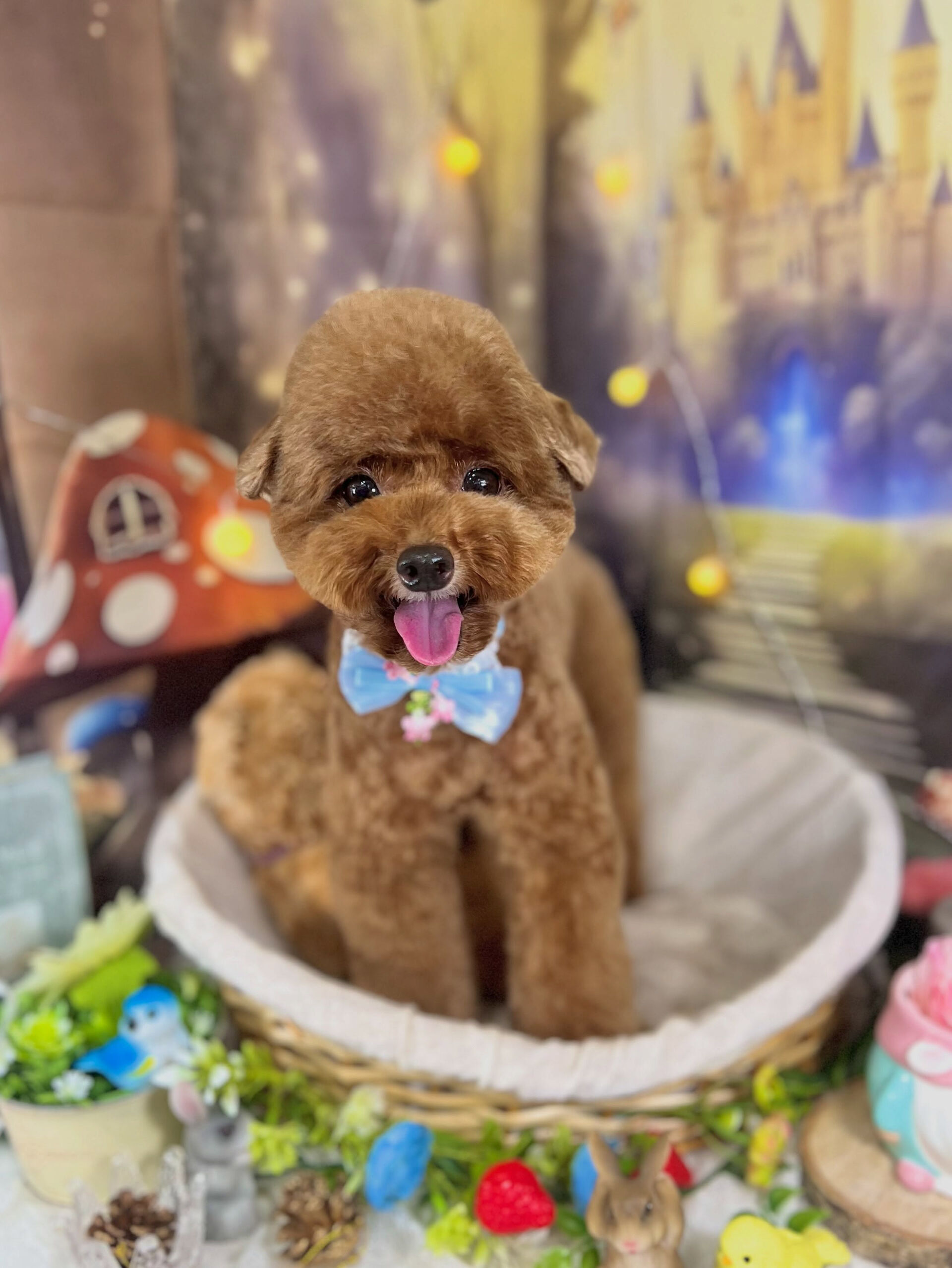 来店いただいた、トイプードルのプーチくんです🐶✨