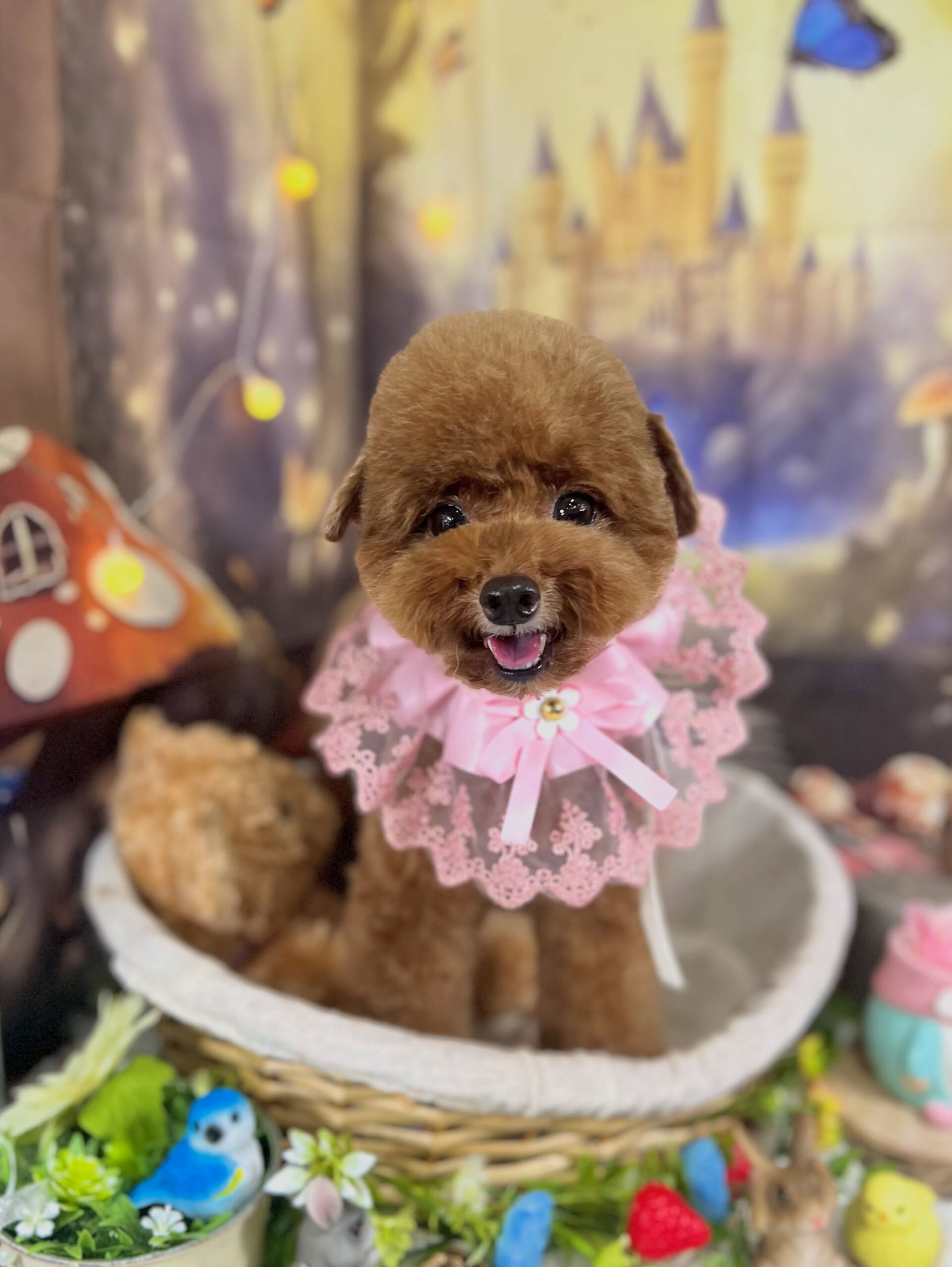 来店いただいた、トイプードルのプーチくんです🐶✨