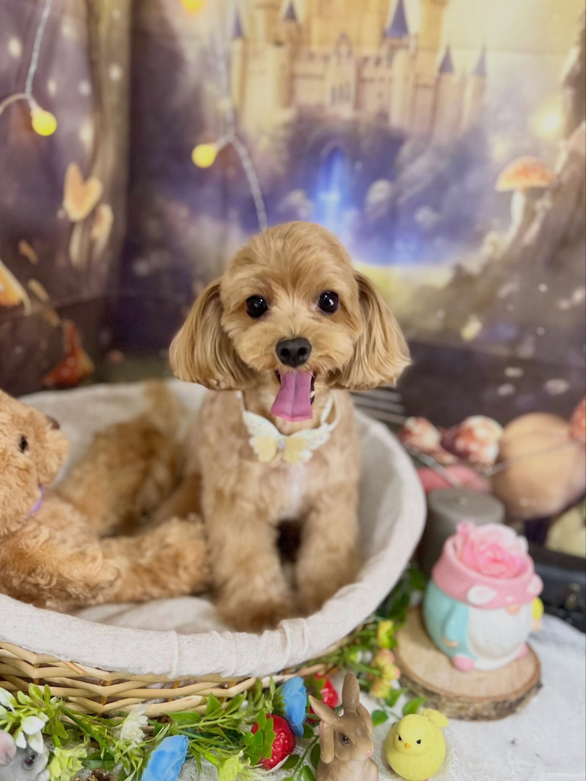 来店いただいた、マルプーのベリーくんです🐶✨