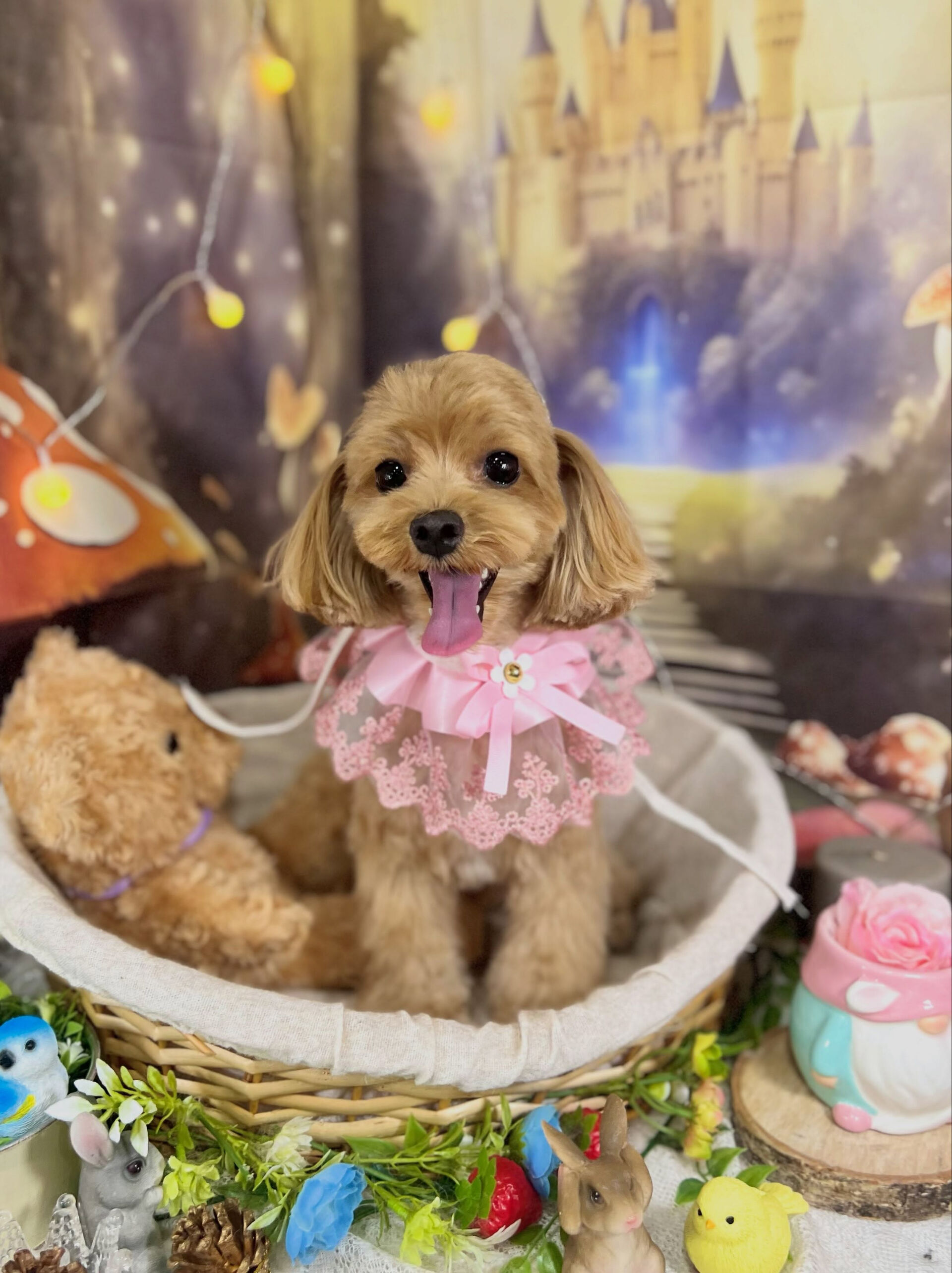 来店いただいた、マルプーのベリーくんです🐶✨