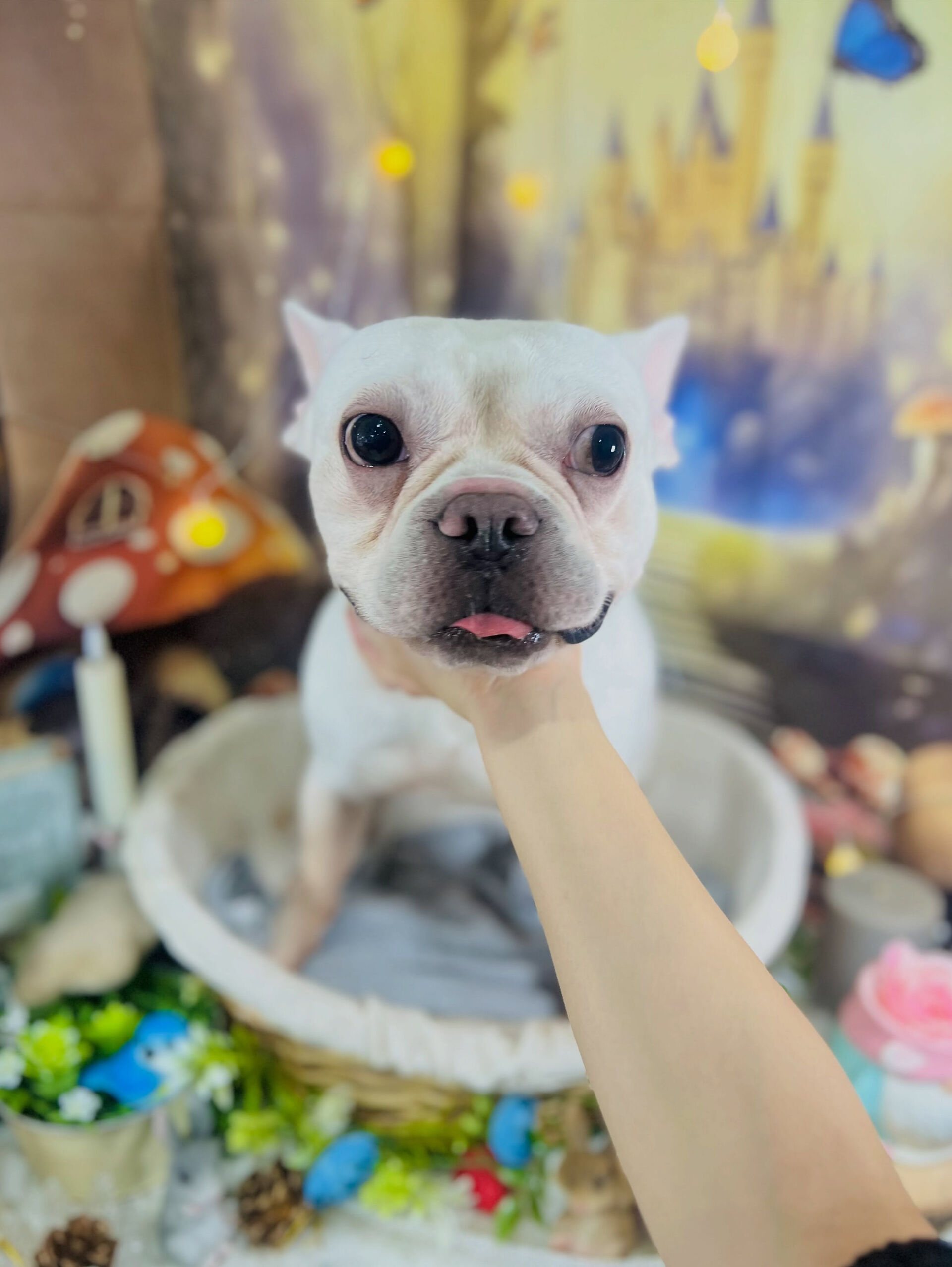 来店いただいた、フレブルの文太くんです🐶✨