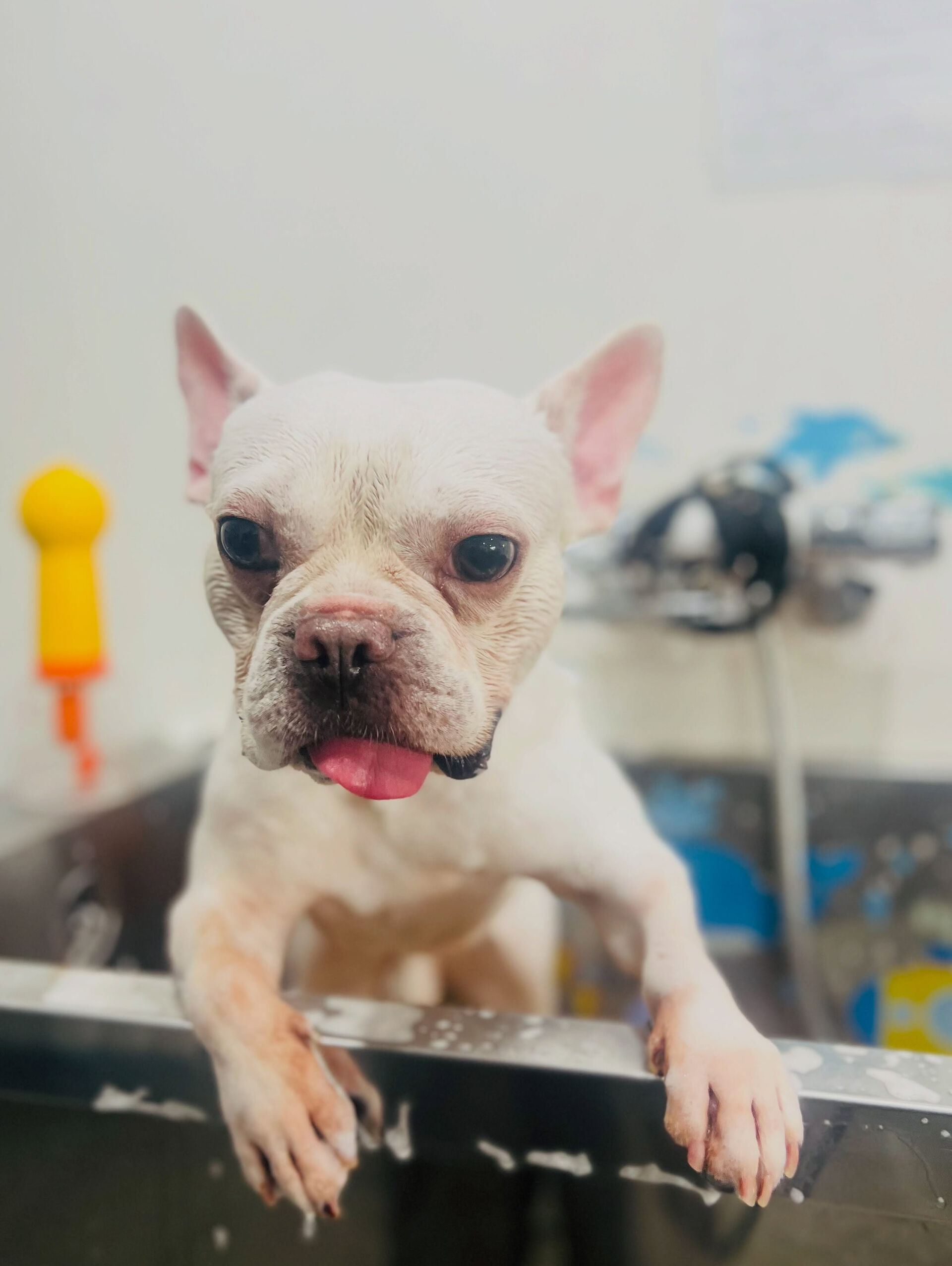 来店いただいた、フレブルの文太くんです🐶✨