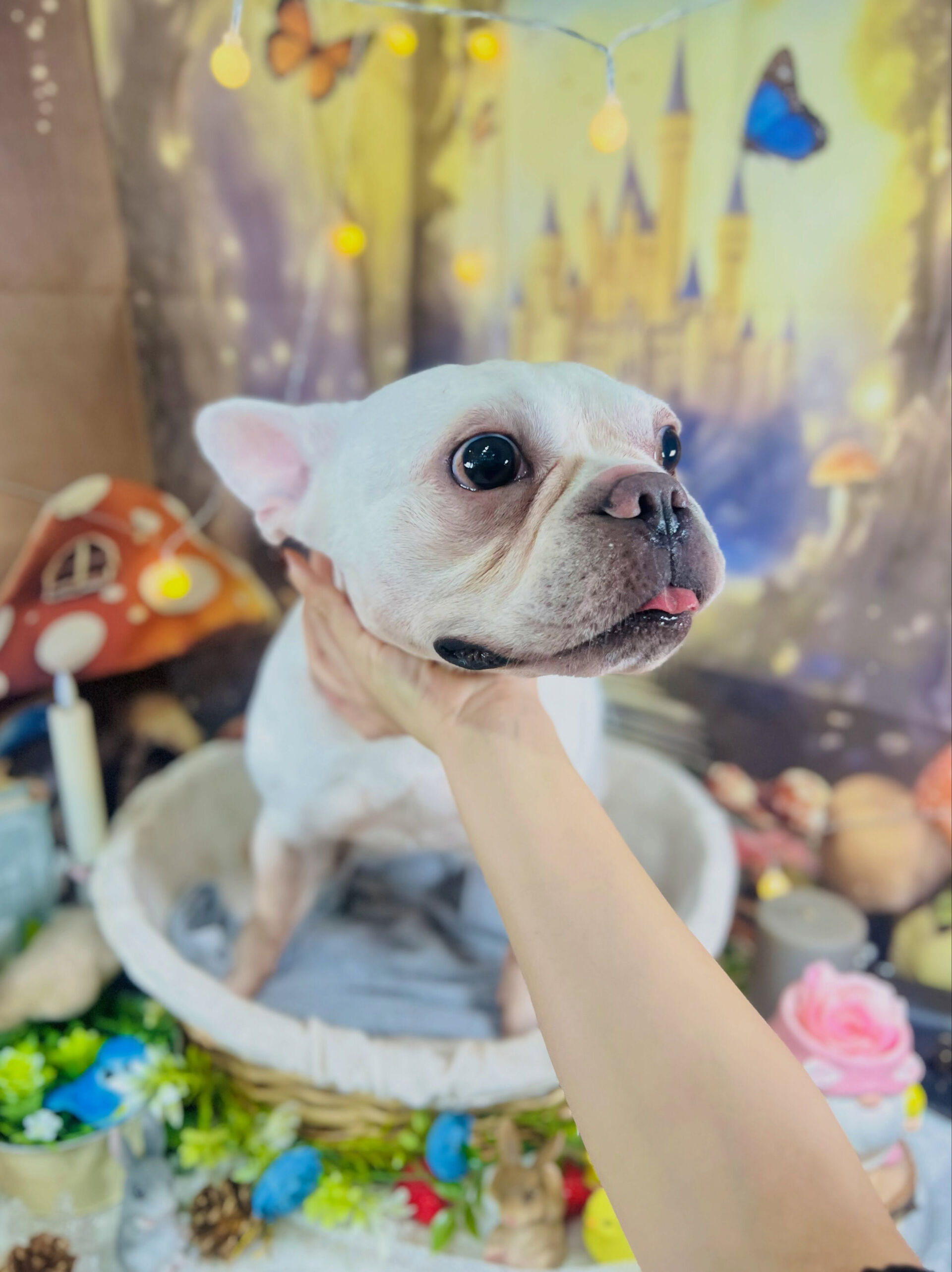 来店いただいた、フレブルの文太くんです🐶✨