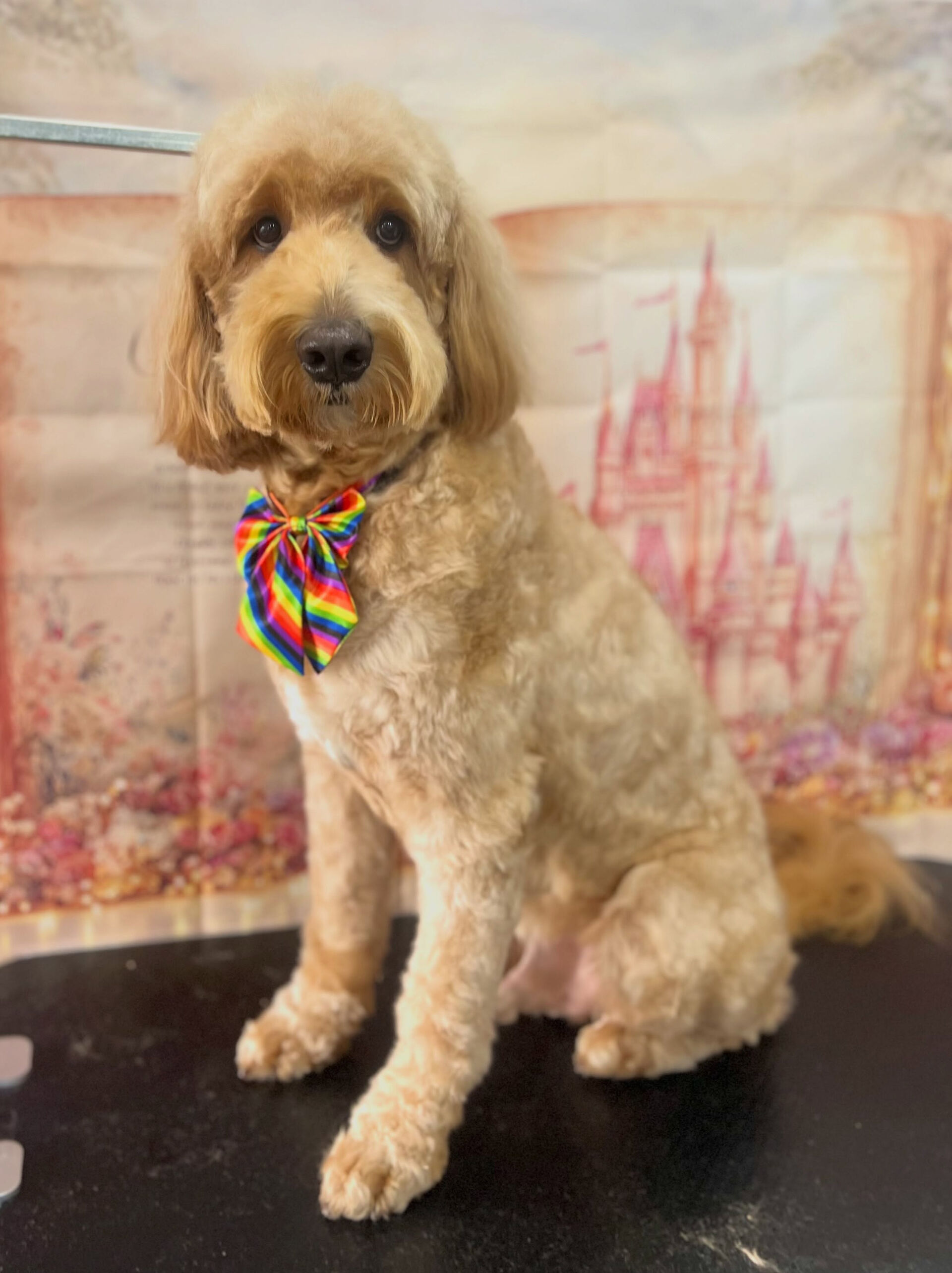 来店いただいた、ドゥードゥルの彩雲くんです🐶✨