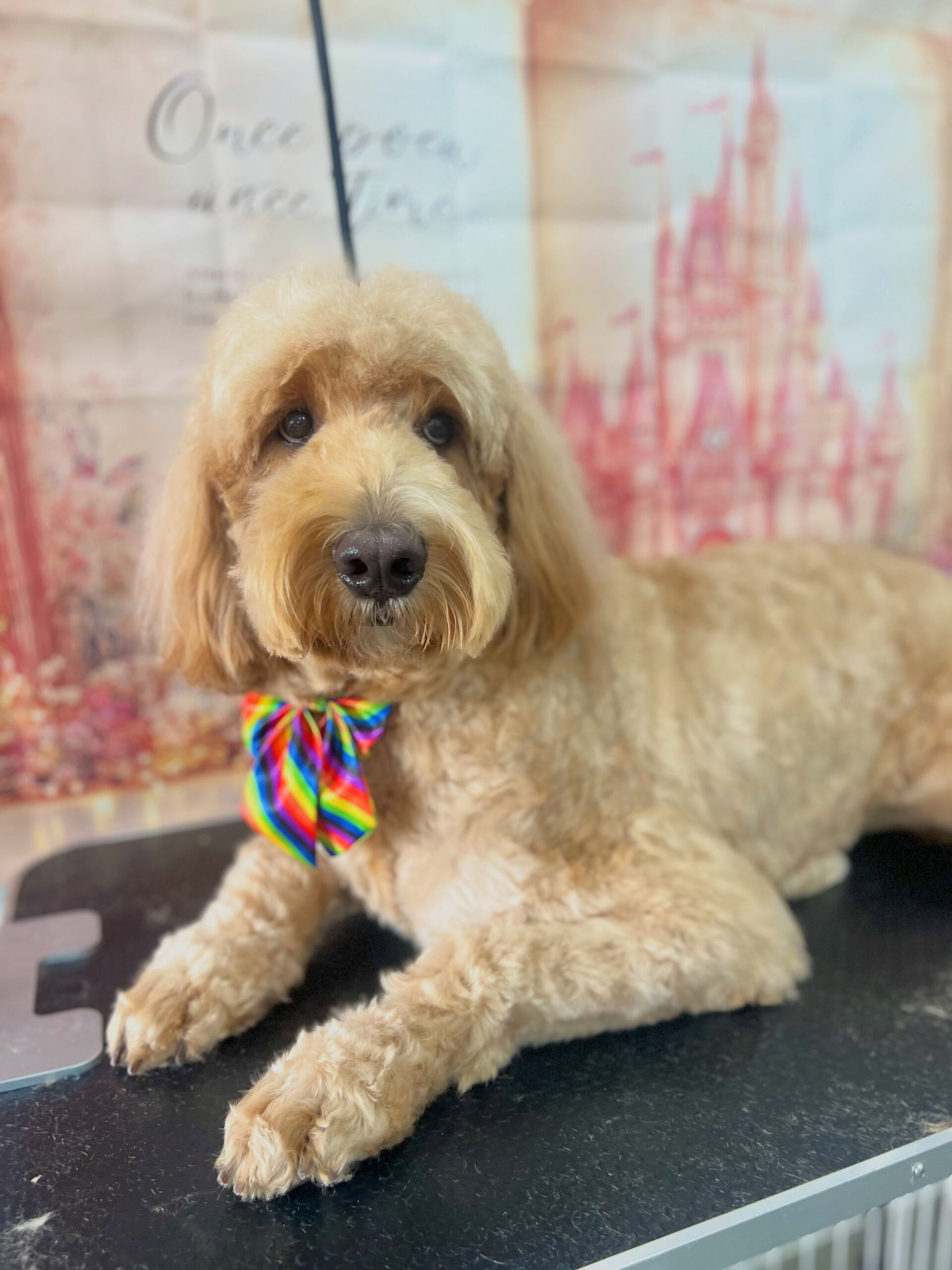 来店いただいた、ドゥードゥルの彩雲くんです🐶✨