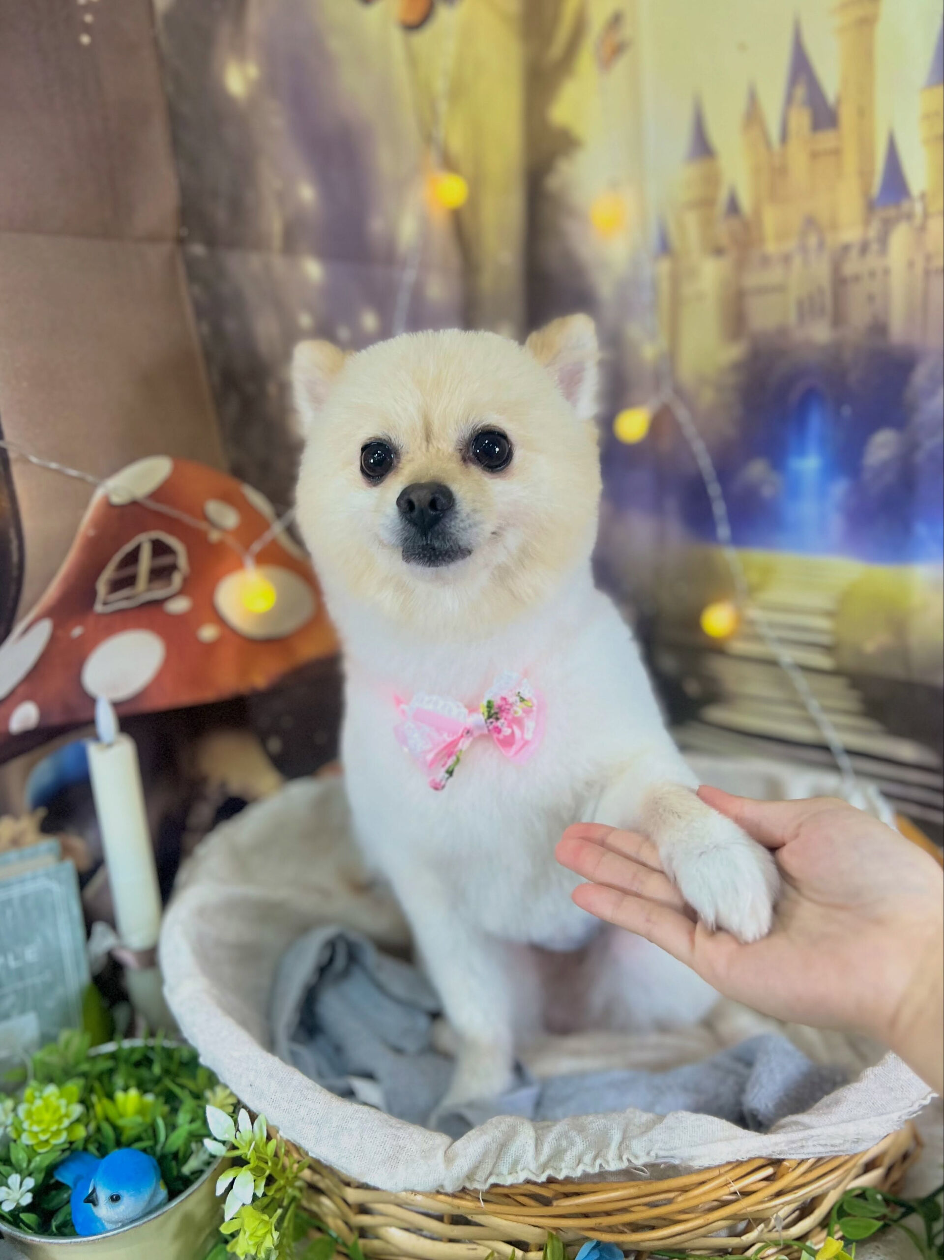 来店いただいた、ポメラニアンのみるくくんです🐶✨