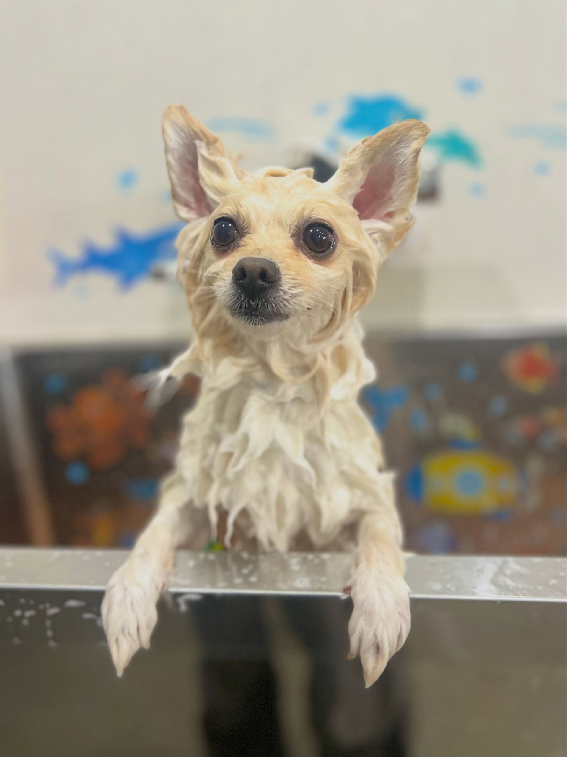 来店いただいた、ポメラニアンのみるくくんです🐶✨