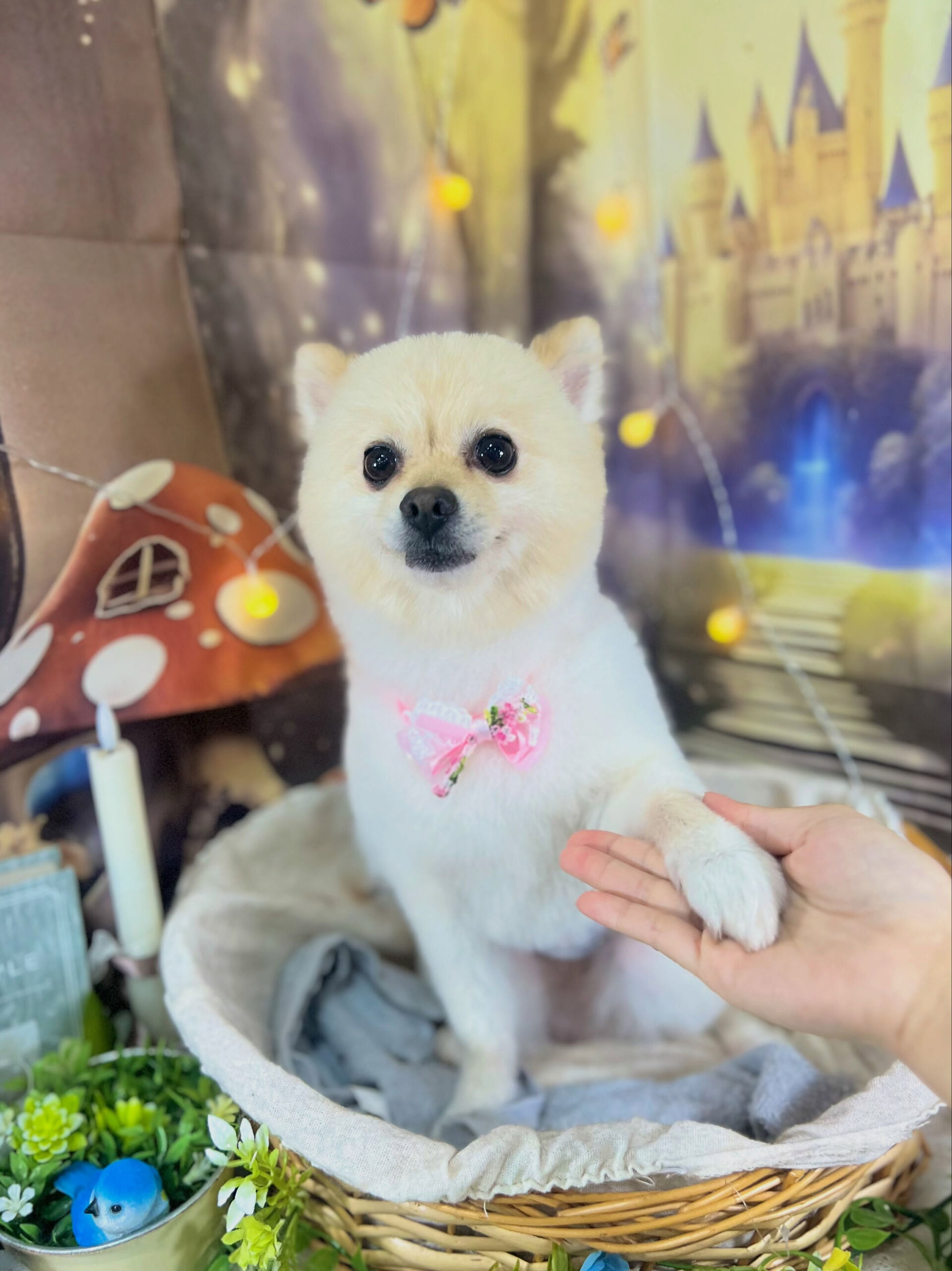 来店いただいた、ポメラニアンのみるくくんです🐶✨