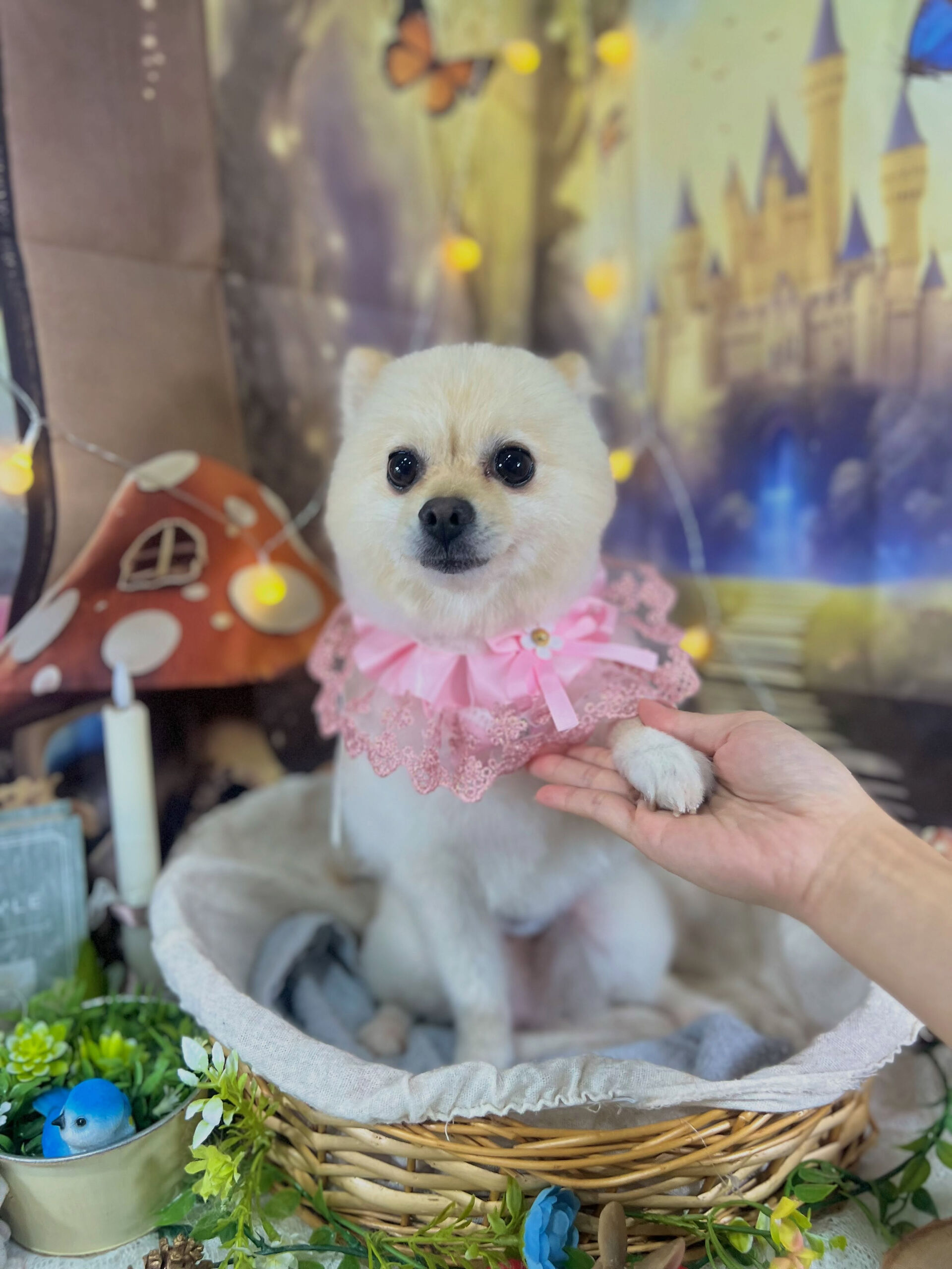 来店いただいた、ポメラニアンのみるくくんです🐶✨