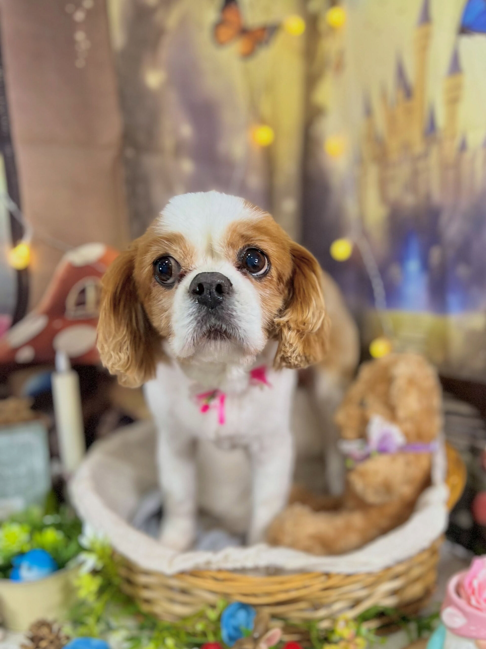 来店いただいた、キャバリアのおはなちゃんです🐶✨