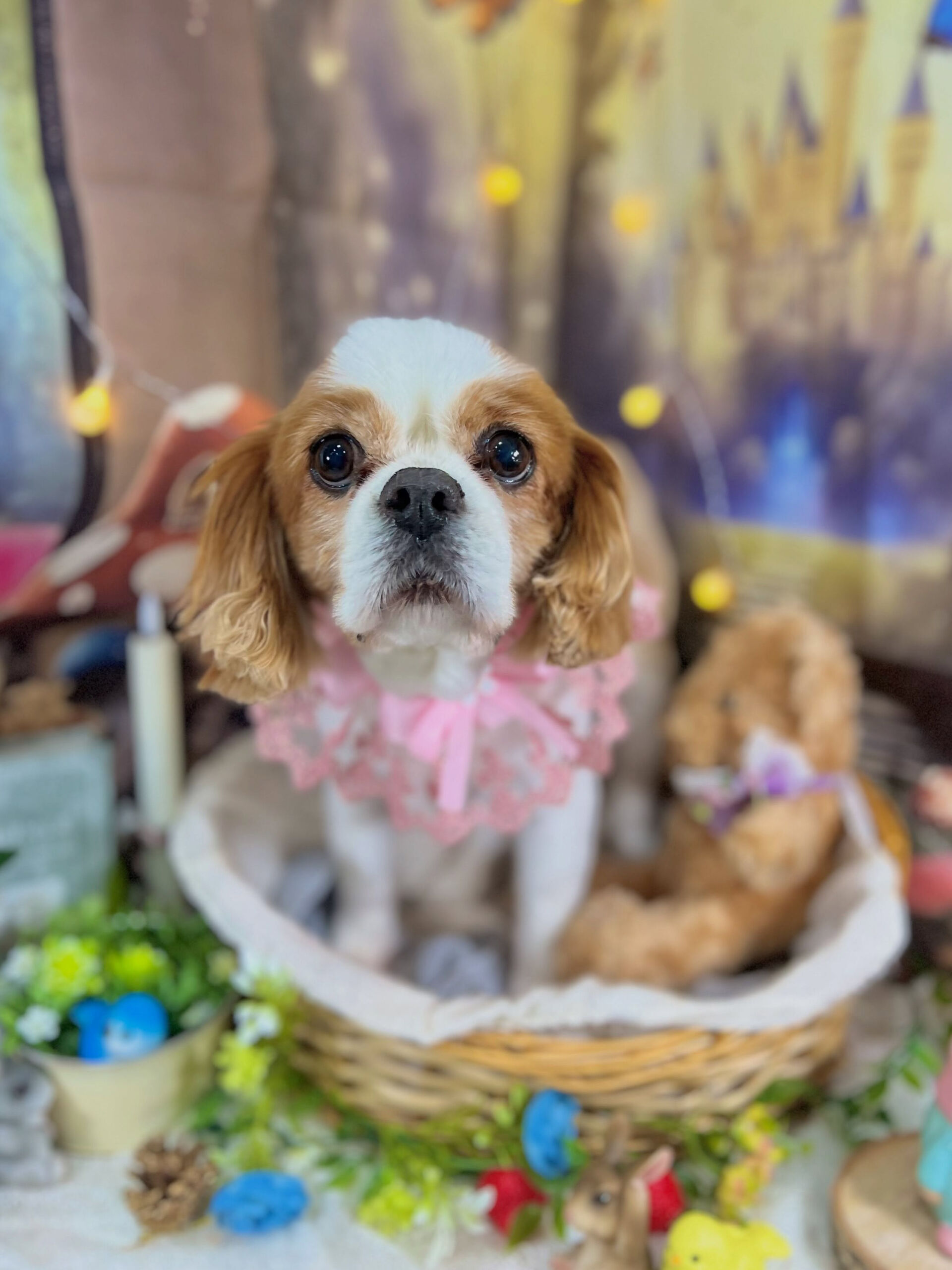 来店いただいた、キャバリアのおはなちゃんです🐶✨