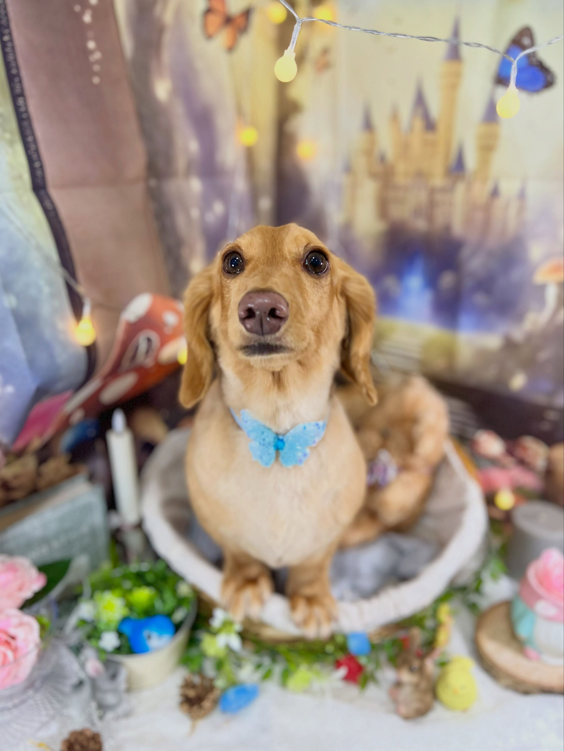 来店いただいた、ダックスのクリくんです🐶✨