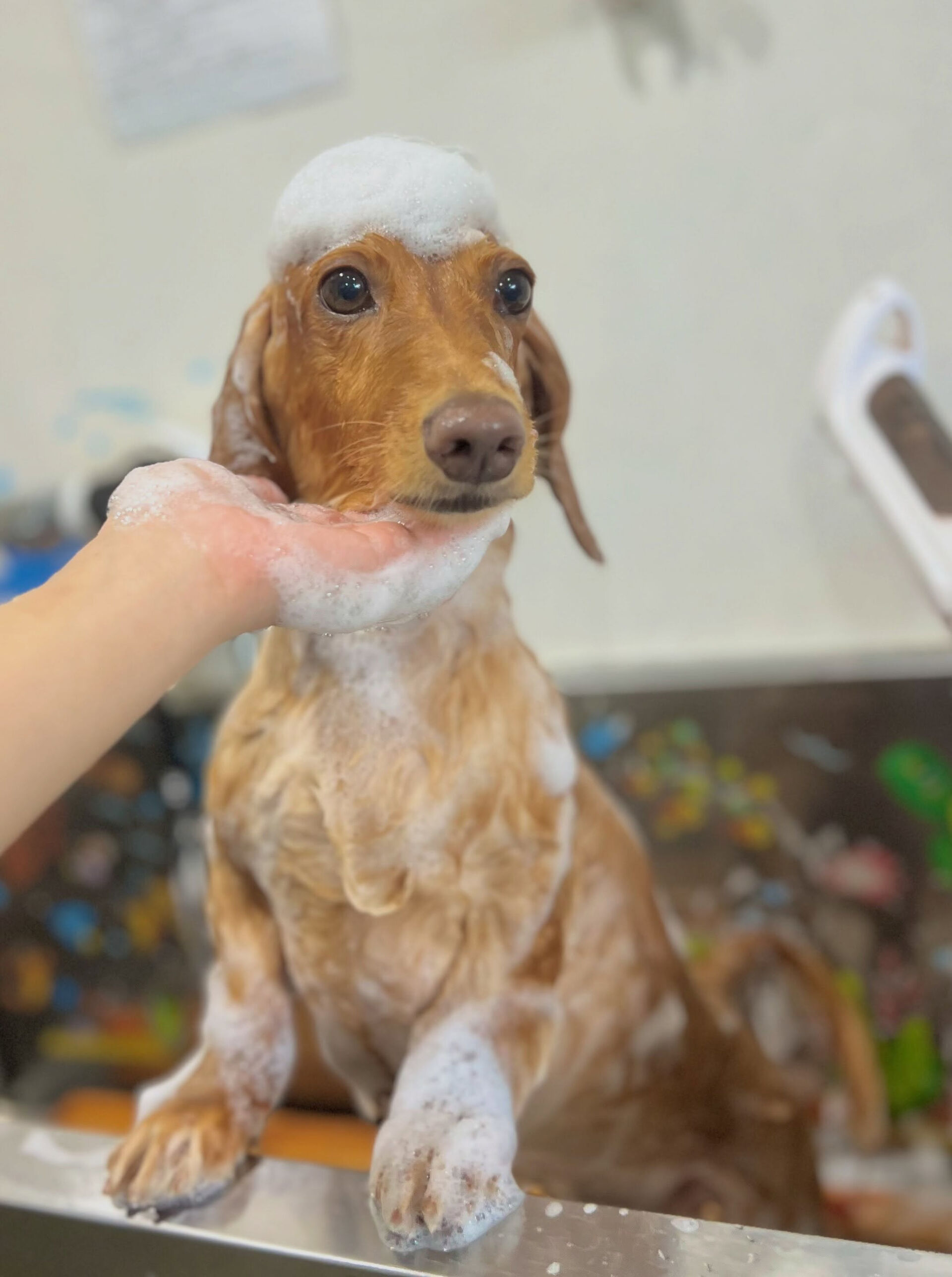 来店いただいた、ダックスのクリくんです🐶✨