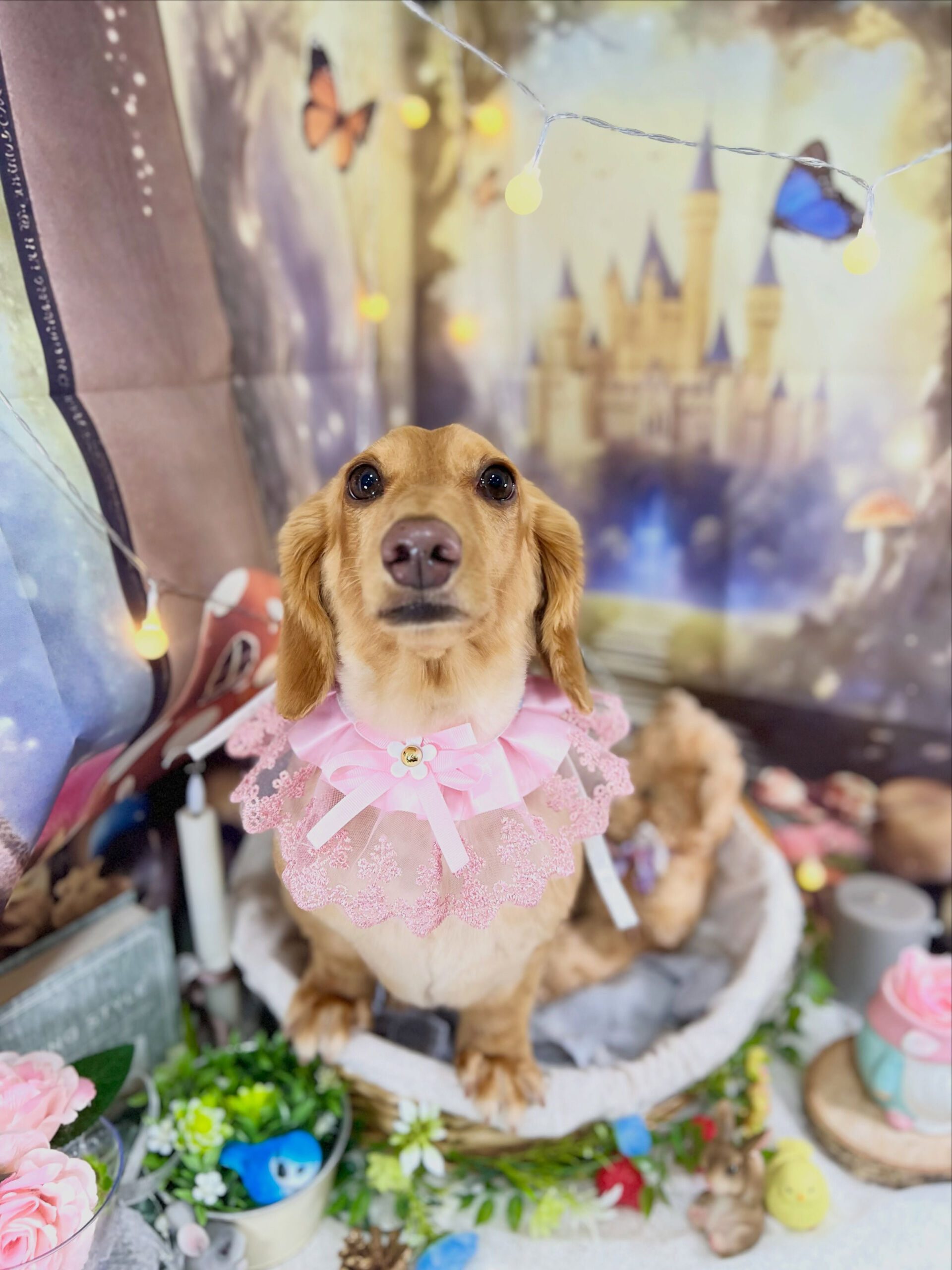 来店いただいた、ダックスのクリくんです🐶✨