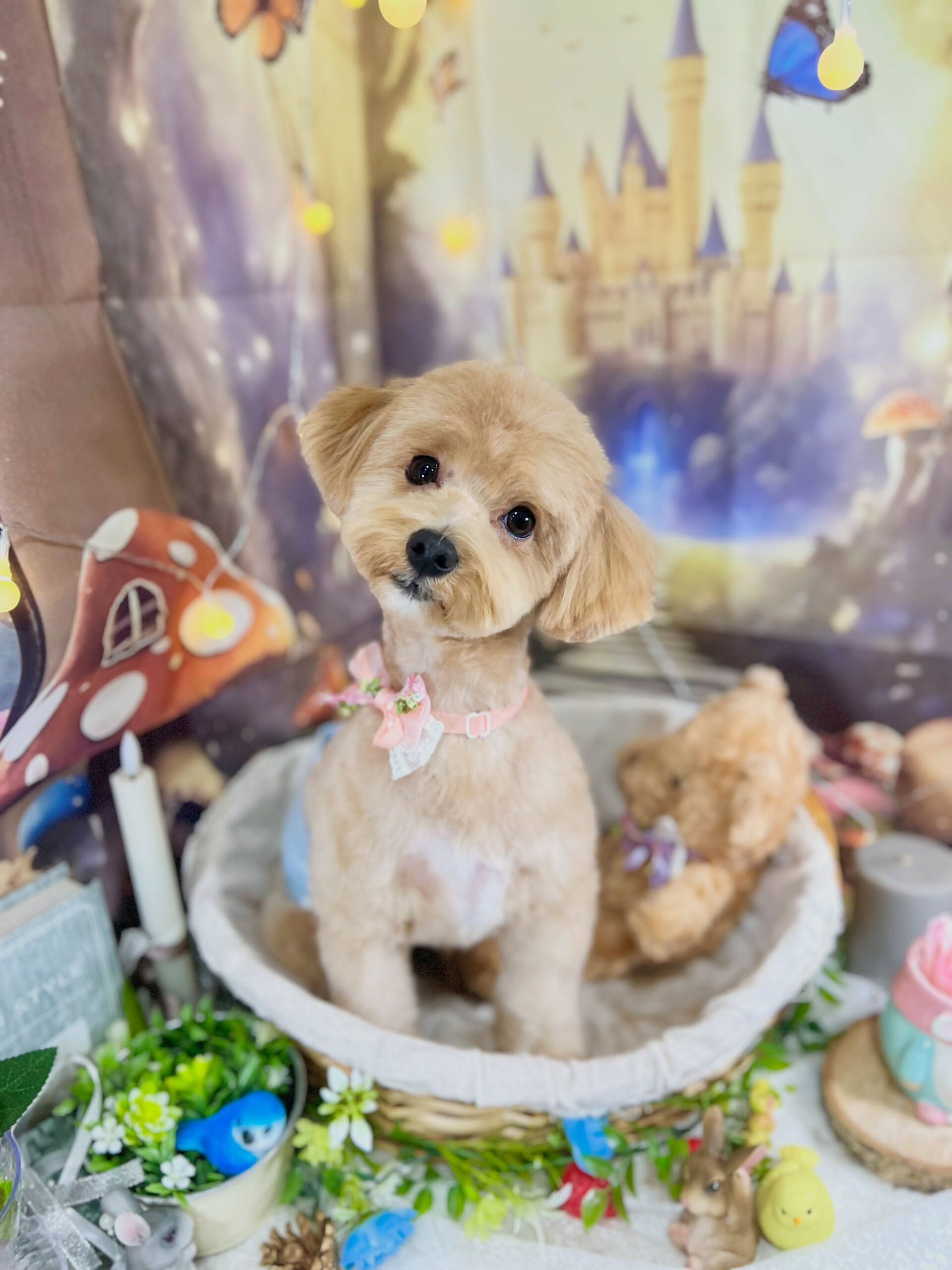 来店いただいた、マルプーのきなこくんです🐶✨